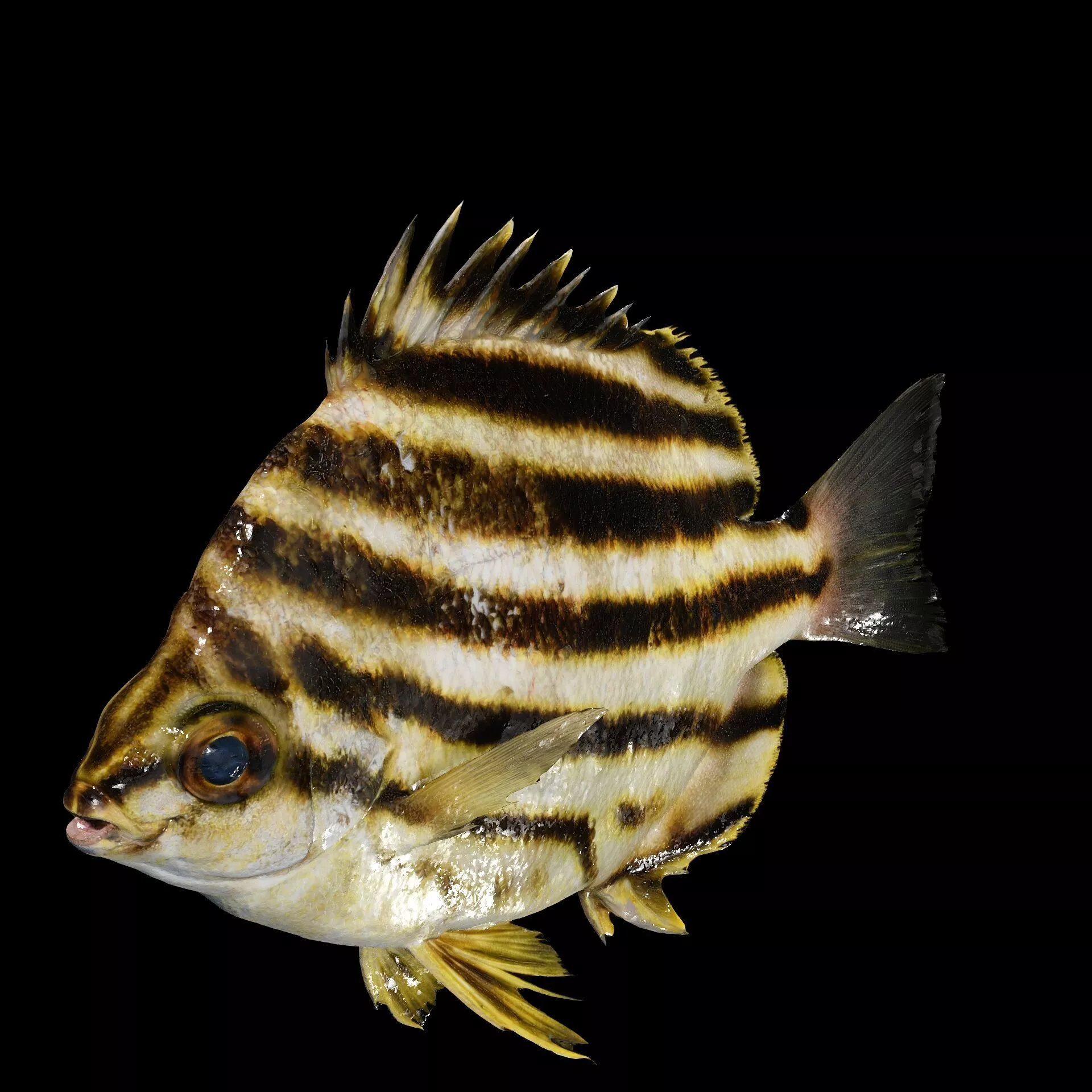 Stripey Microcanthus CARP ANATOMY FISH SALMON TUNA 3D print model