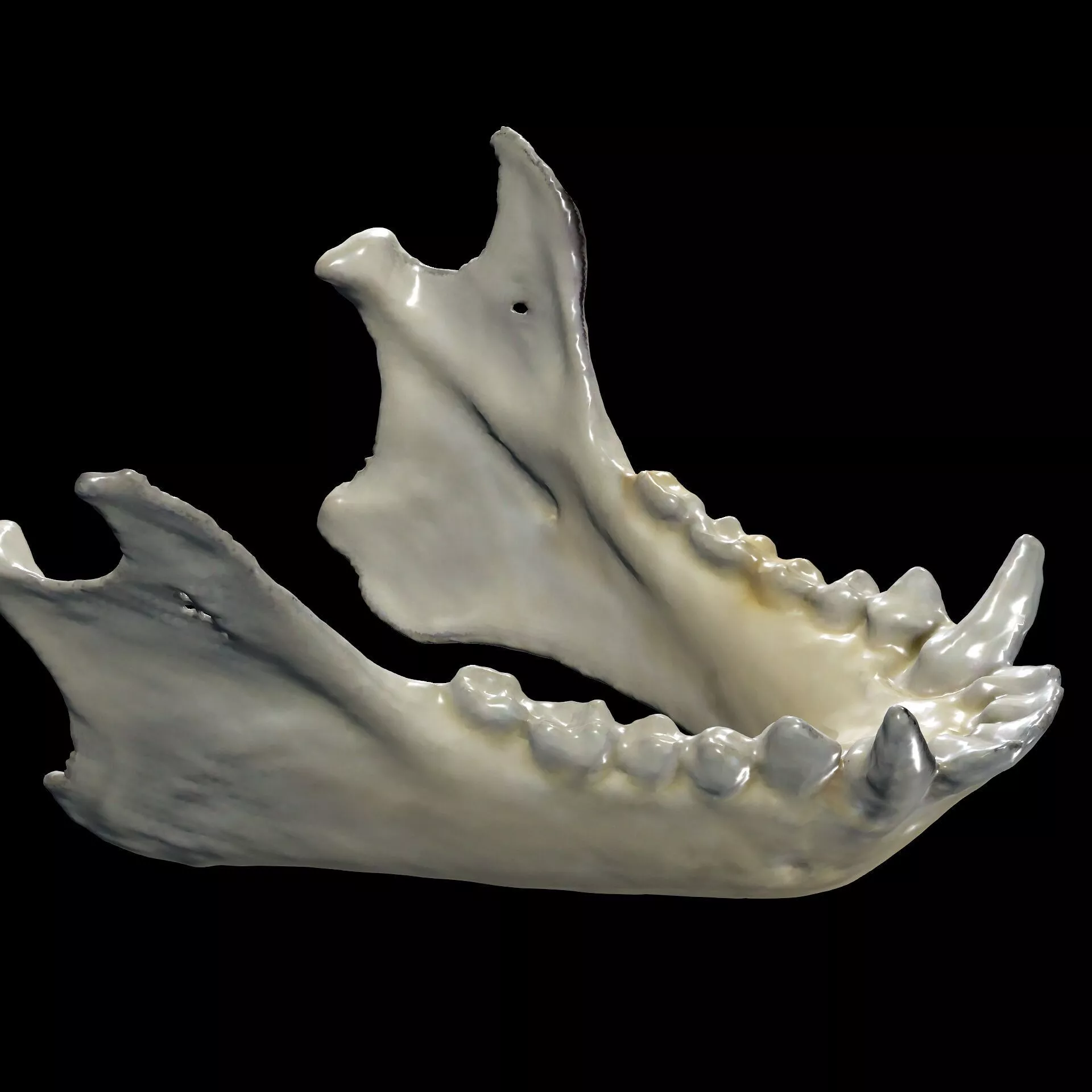 Monkey jaw SKELETON SKULL Anatomy Sculpture Replica Scan BONES 3D print model