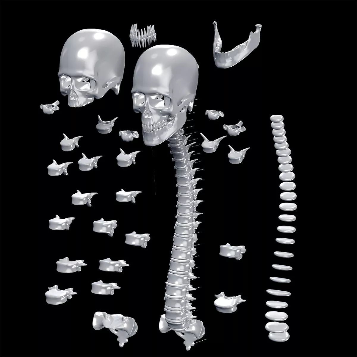 Human spine Skeleton Jaw SKELETON ANATOMY BONES SKULL TEETH 3D print model