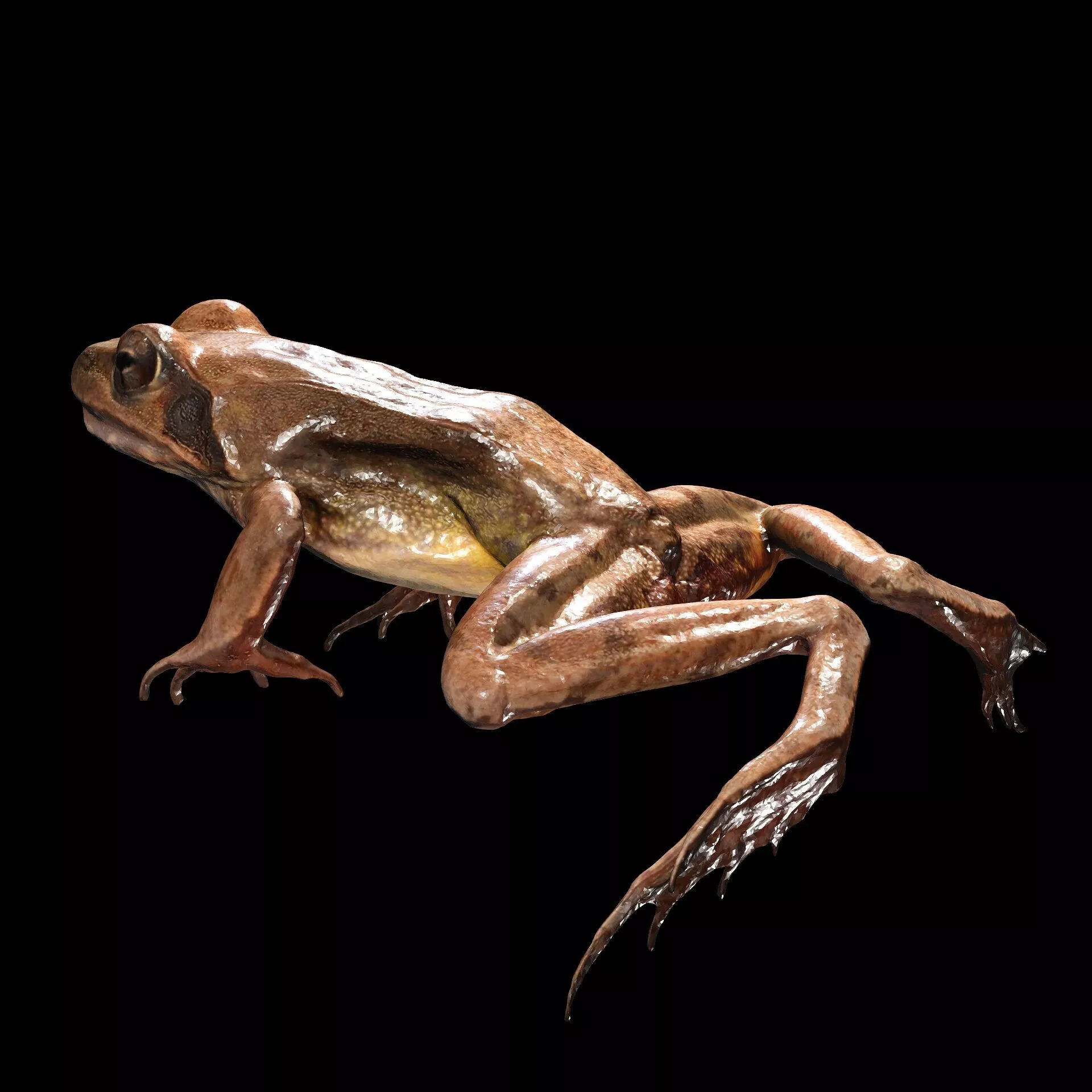 Amphibious Frog Marsh Frog Kawamurai MKL Anatomy 3D print model
