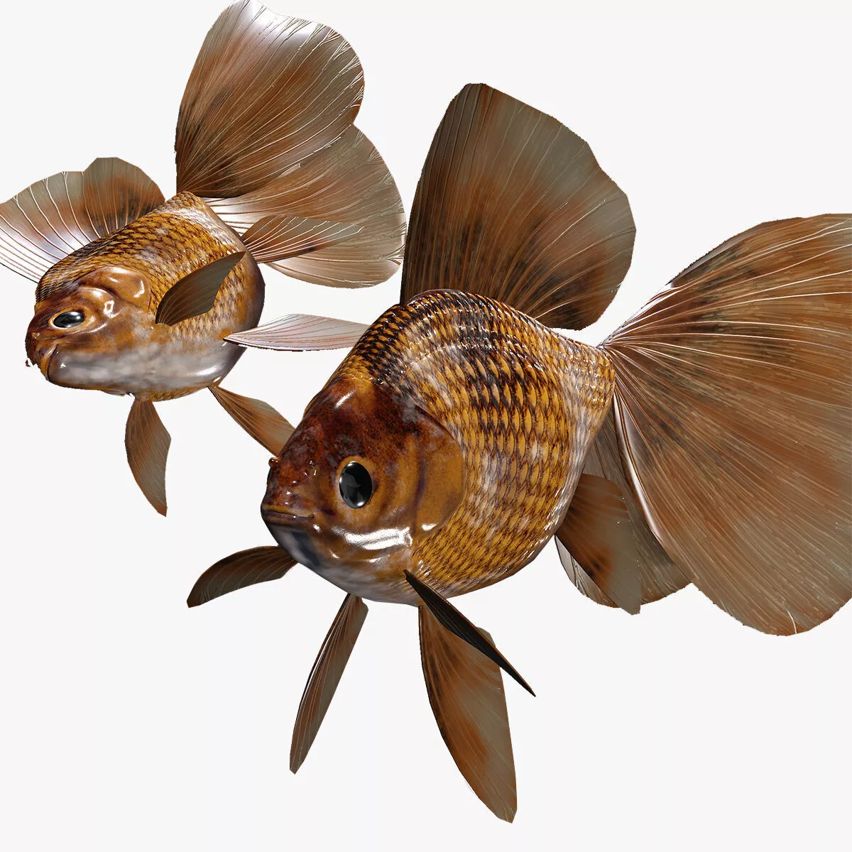 Animated Rigged Goldfish Anatomy 3 Carp River Water Ocean Sea Low-poly 3D model