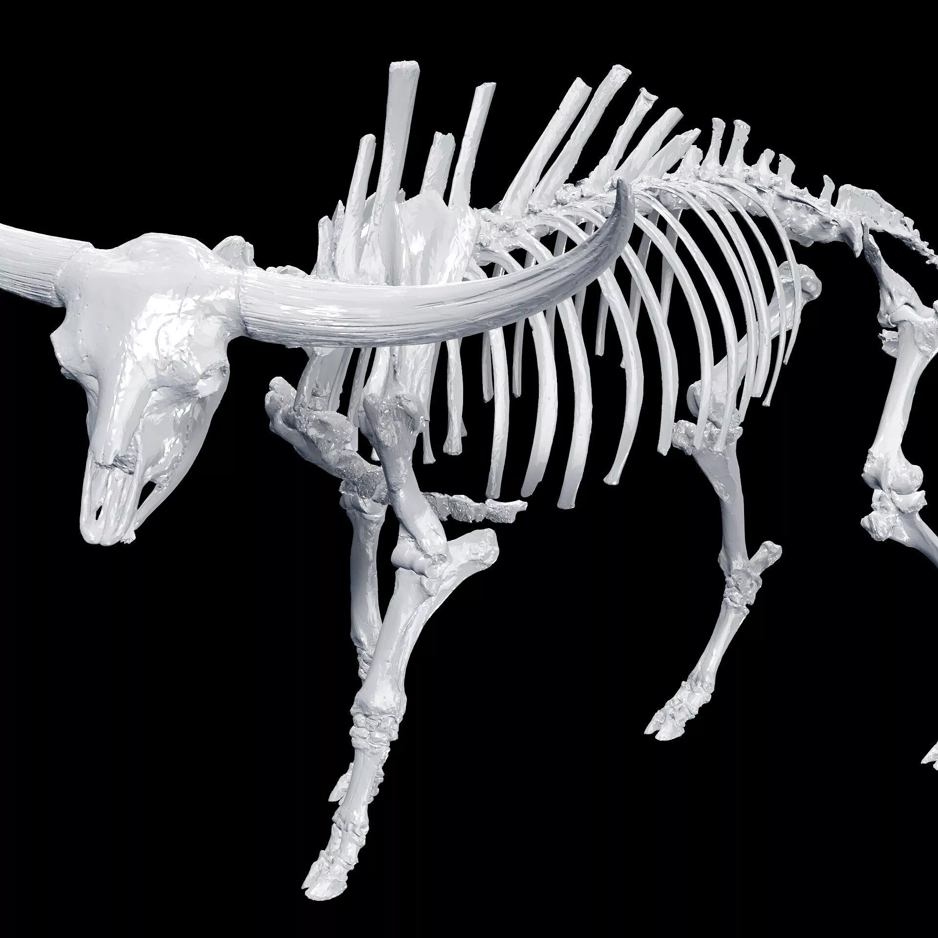 Bison Anatomy Skeleton Bones Head Mouth Teeth Neck Jaw 3D print model