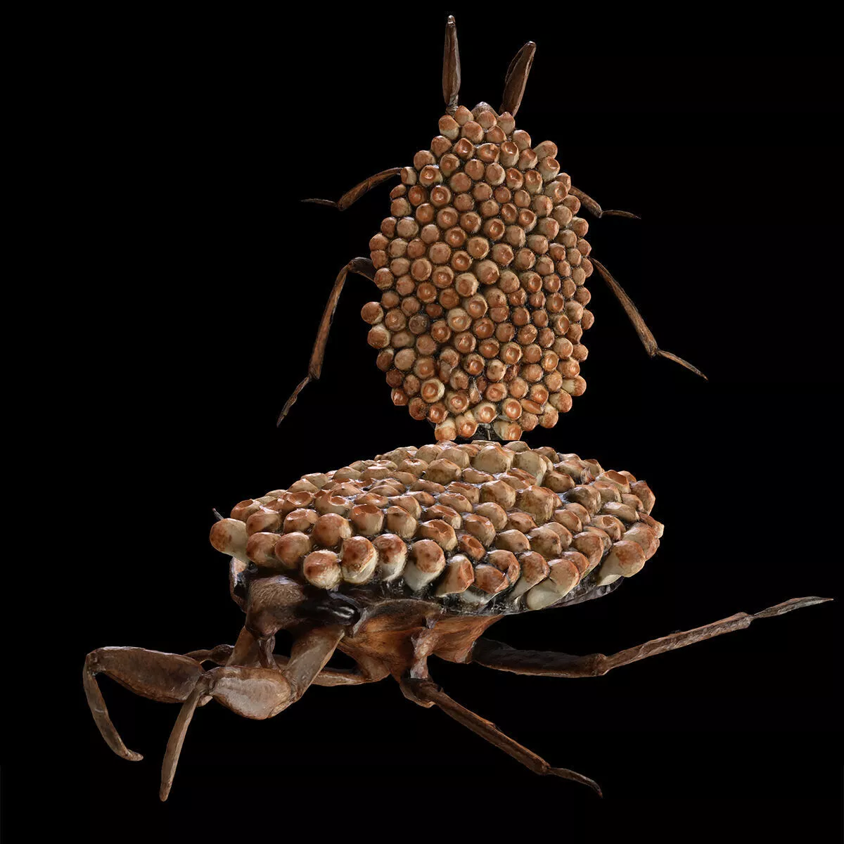 Bug Appasus BEETLE Beetle Blaptoides INSECT ANATOMY 3D print model