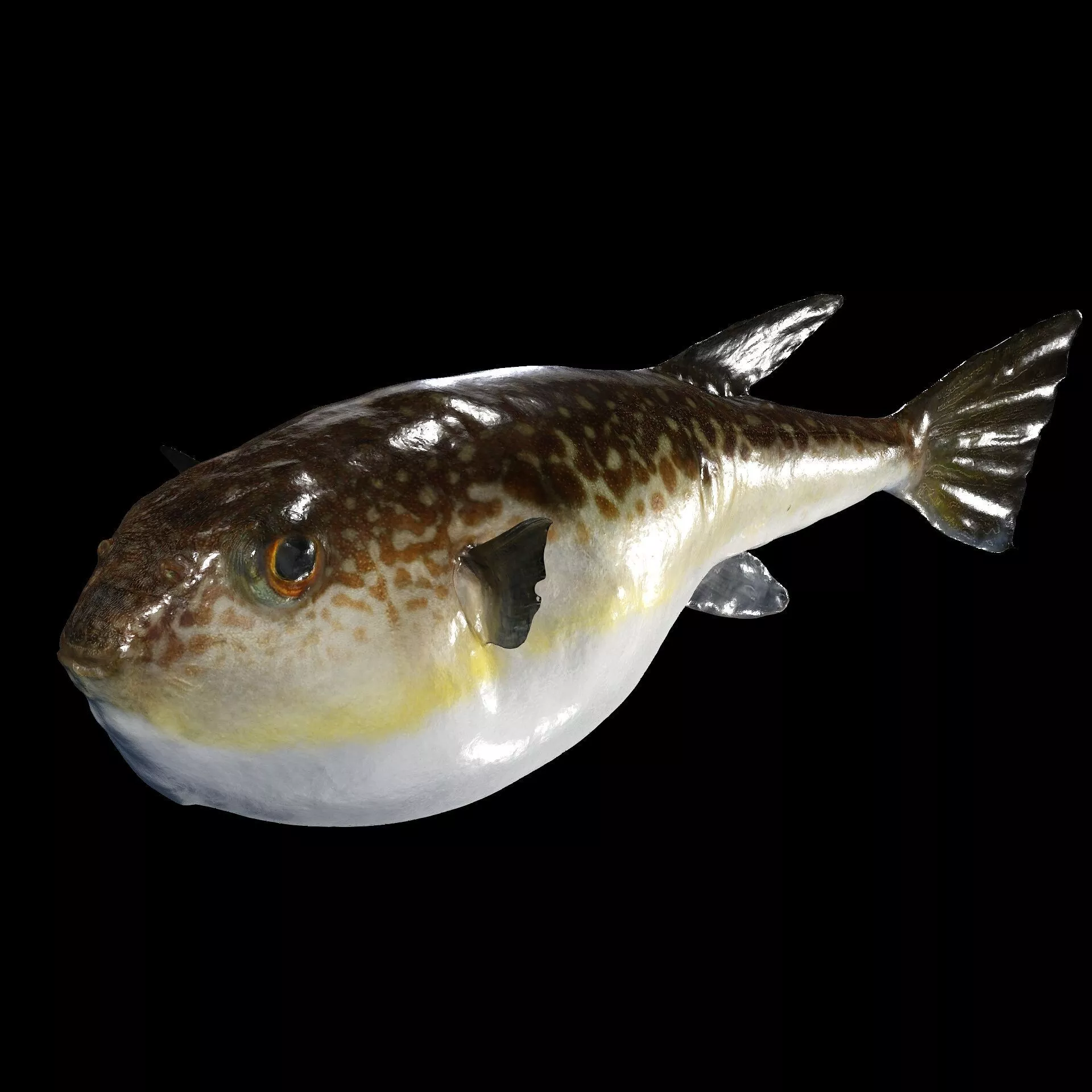 Puffer CARP TUN GOLDFISH ANATOMY Replica Scan 3D print model