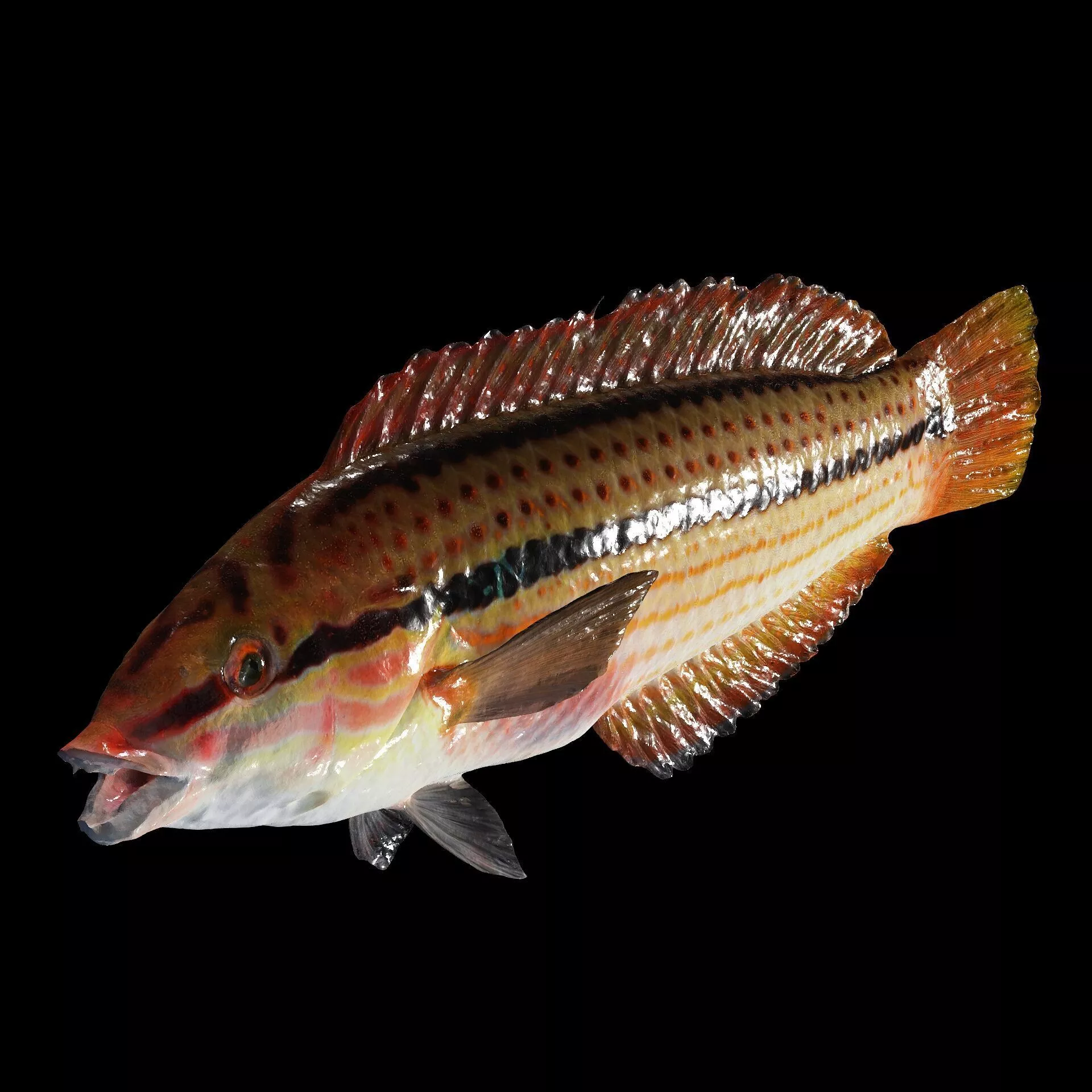 RAPE CARP WATER RIVER OCEAN SEA SHARK FISH SALMON TUNA 3D print model
