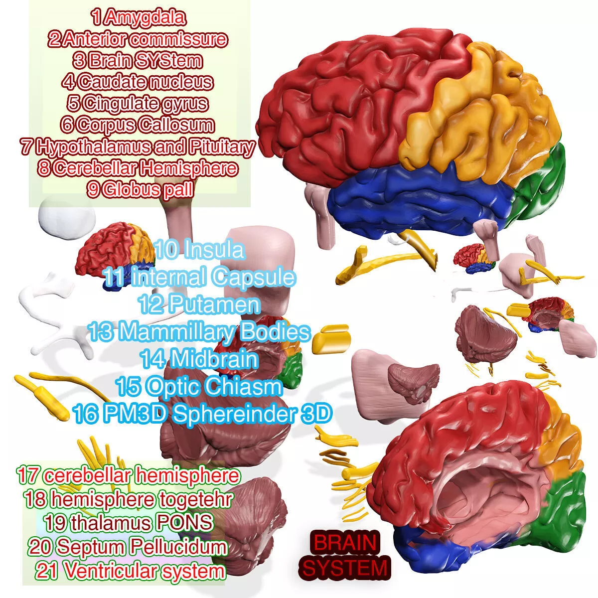 BRAIN COLLECTION FULL ANATOMY Regions of the Brain 3D print model