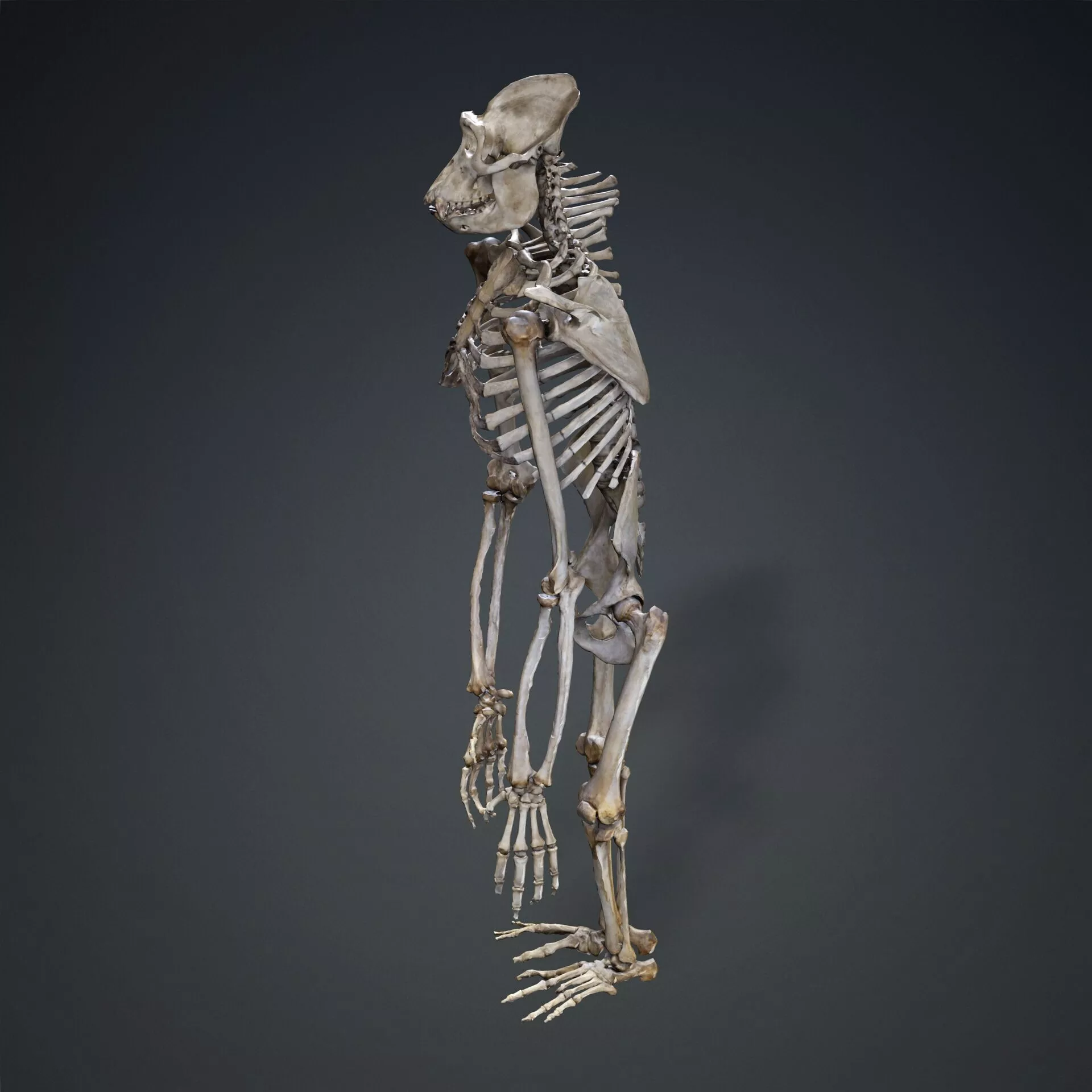 GORILLA Squelette Entier Gorille SKELETON ANATOMY BONES 3D print model