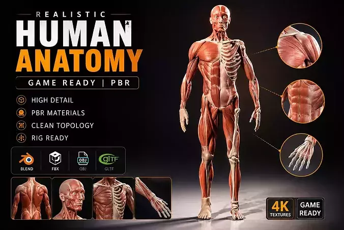 Human body Muscle and Skeleton Anatomy