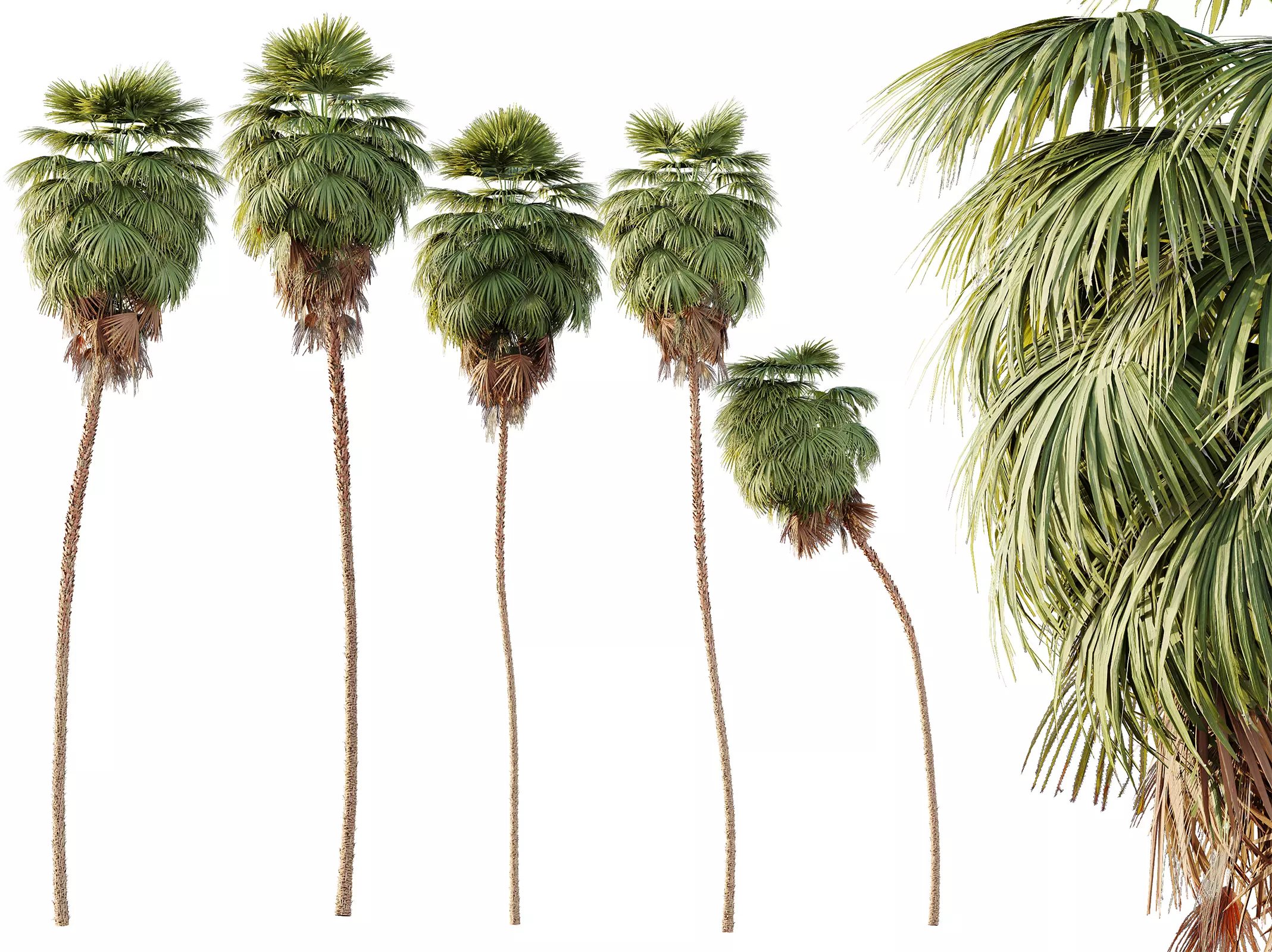 AV Plant Washingtonia Robusta Palm Tree 01 3D model