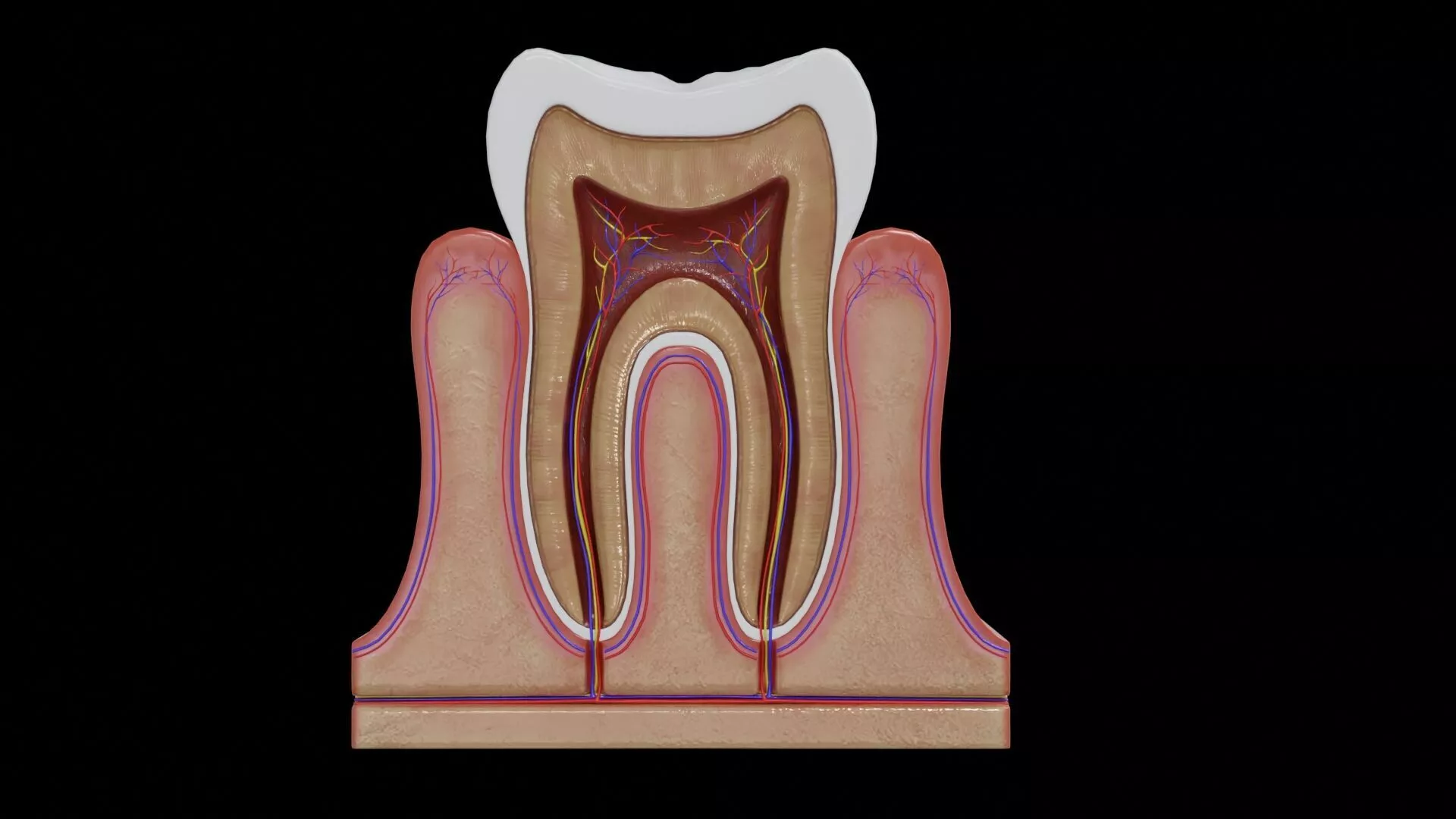 Human Tooth Cross-Section - Dental Anatomy 3D Model Low-poly 3D model
