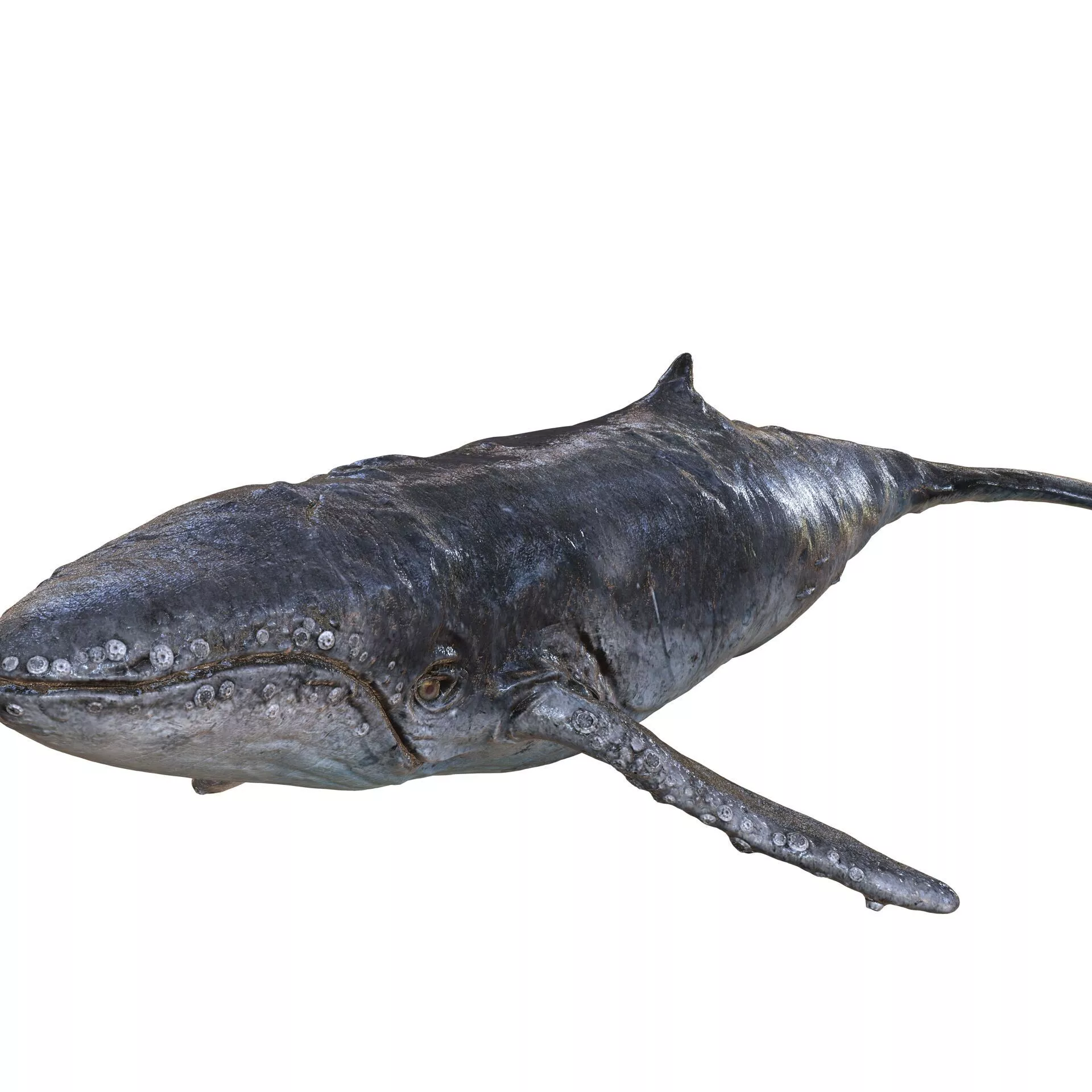 Whale GOLDFISH ANATOMY Replica Scan 3D print model