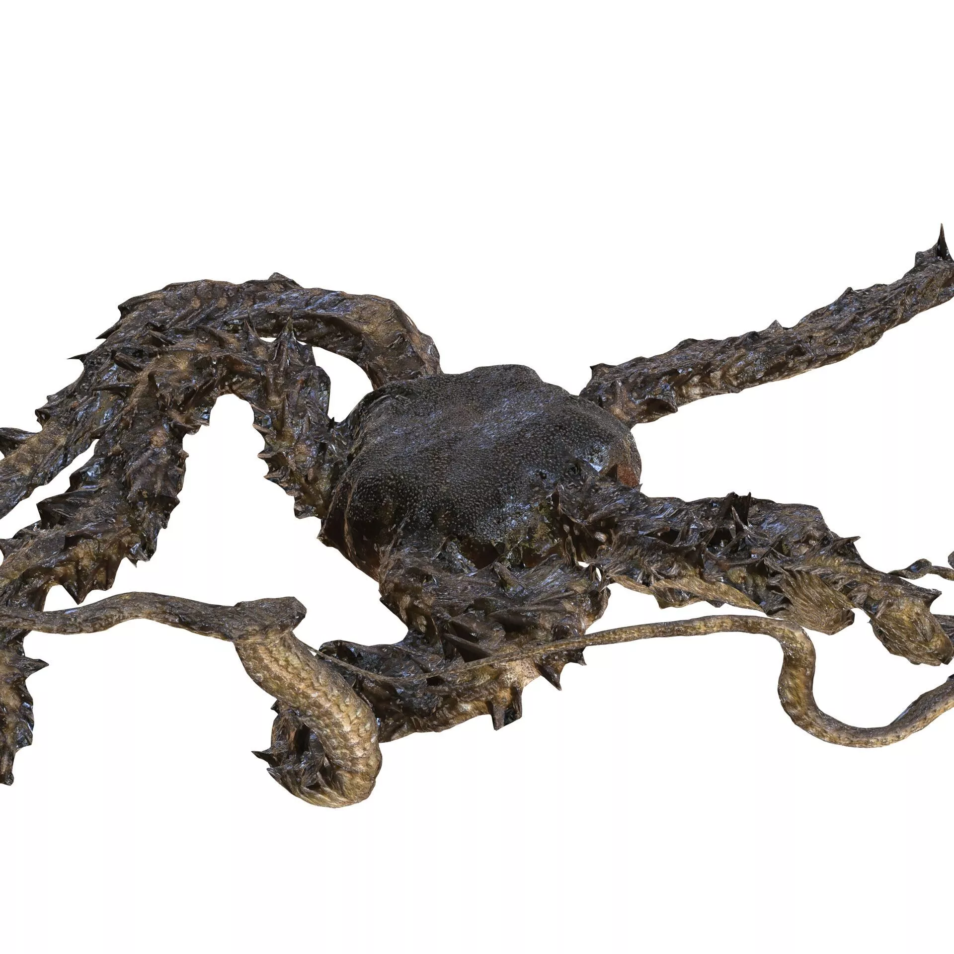OCTOPUS SQUID FISH ANATOMY Crustacean 3D print model