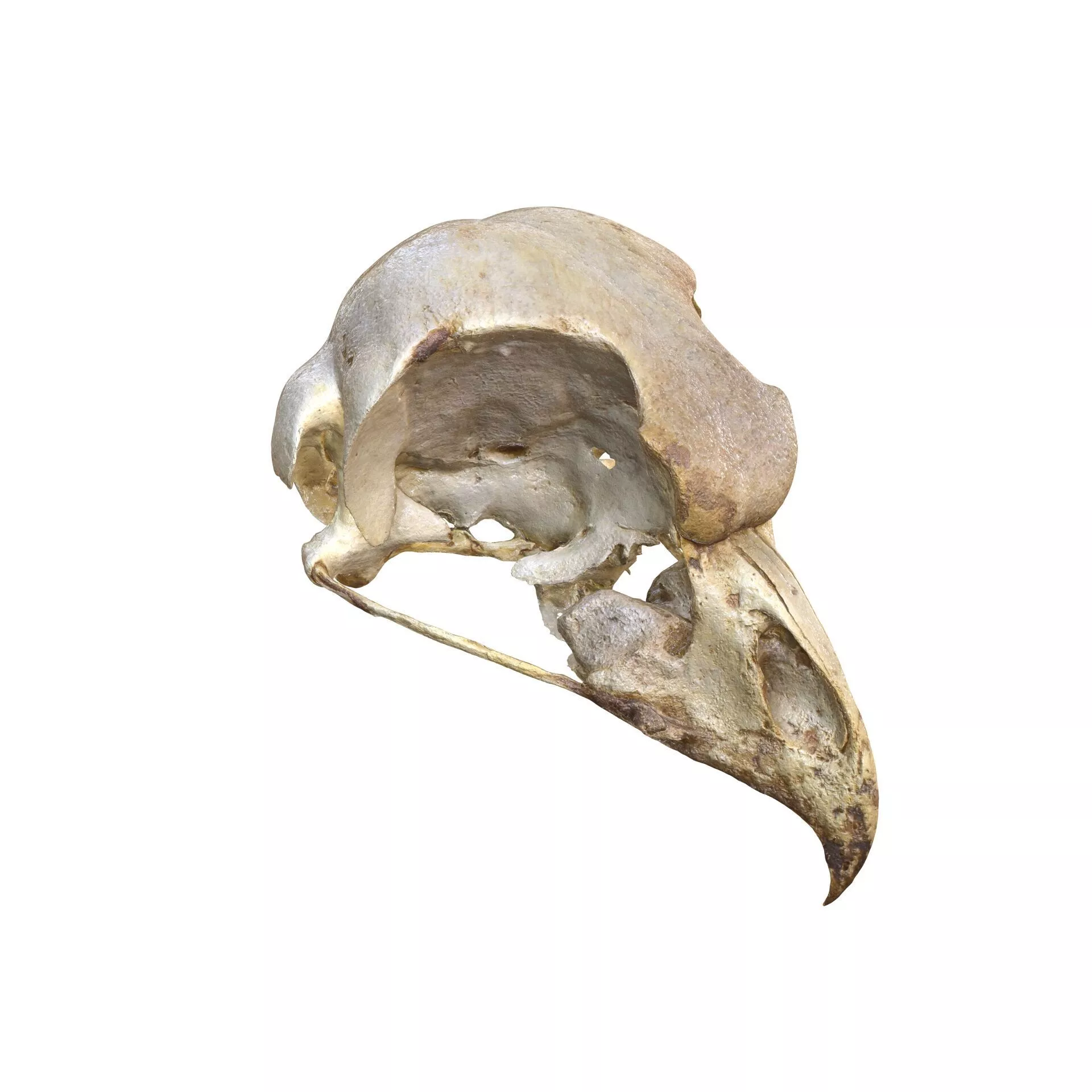 Bubo Owl Skull SKELETON ANATOMY BONES ANATOMY BIRD 3D print model