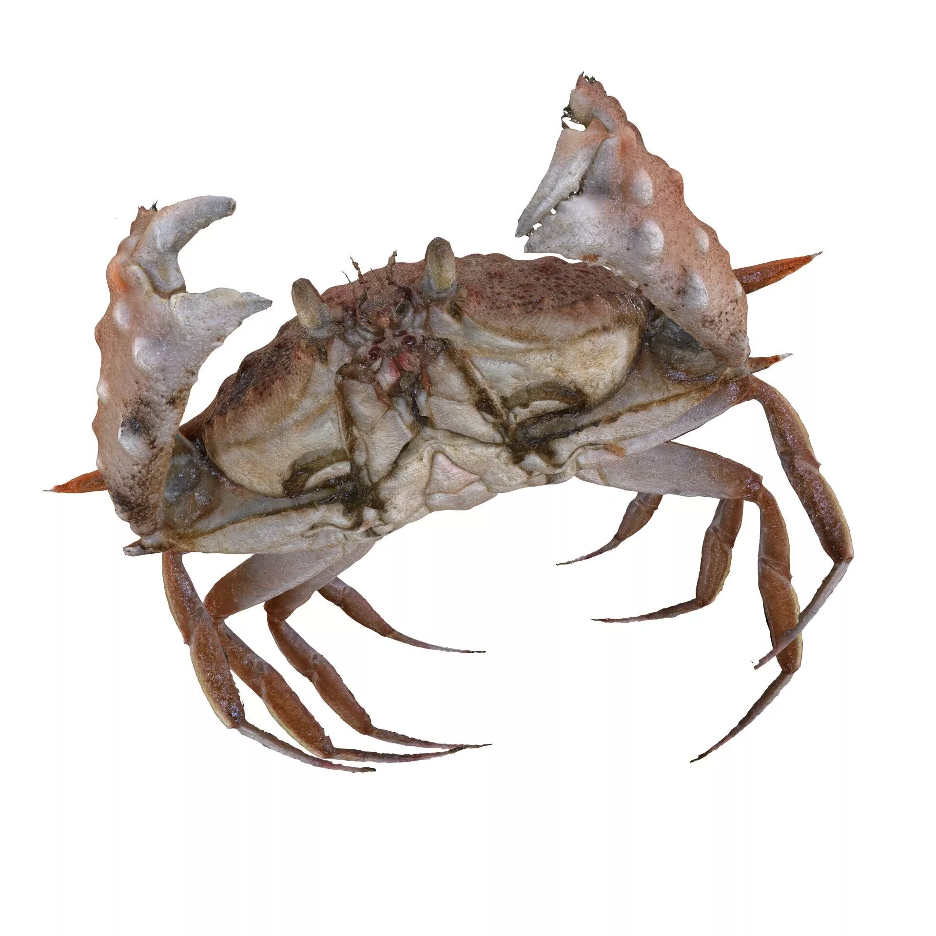 CRAB FISH ANATOMY Calappid Crab Mursia Armata WATER Crustacean 3D print model