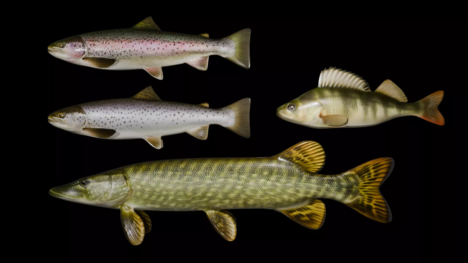 Northern Fish Collection Low-poly 3D model