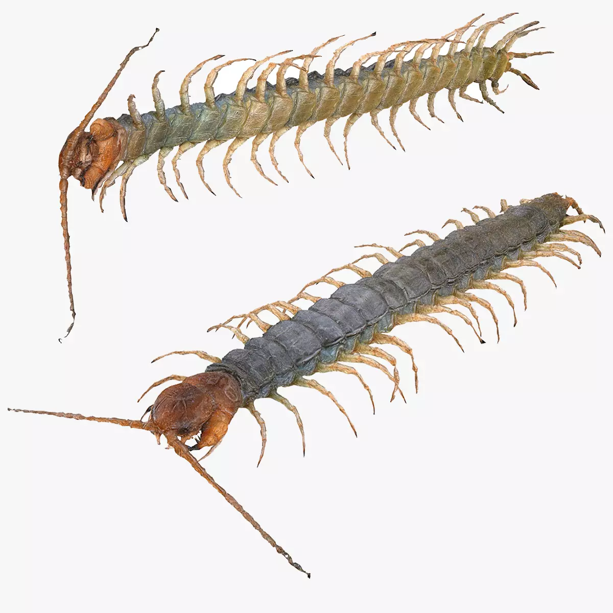 Centipede Scolopendra Mortisaga AMPHIBIAN INSECT BUG ANT 3D print model