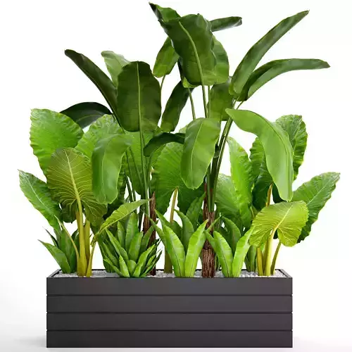 Tropical plants in flowerpot 2 3D model