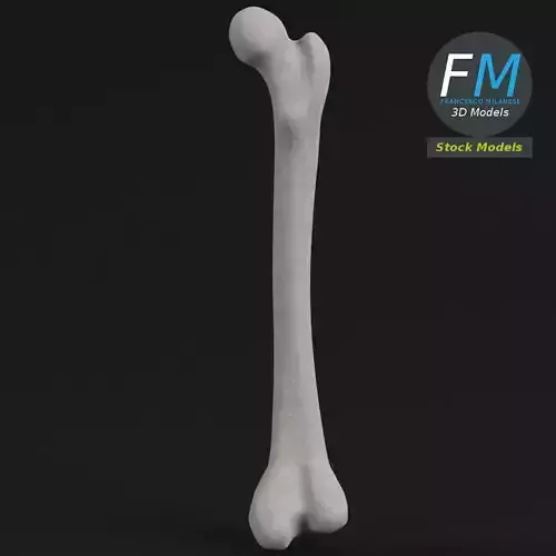 Anatomy - Human Femur 2