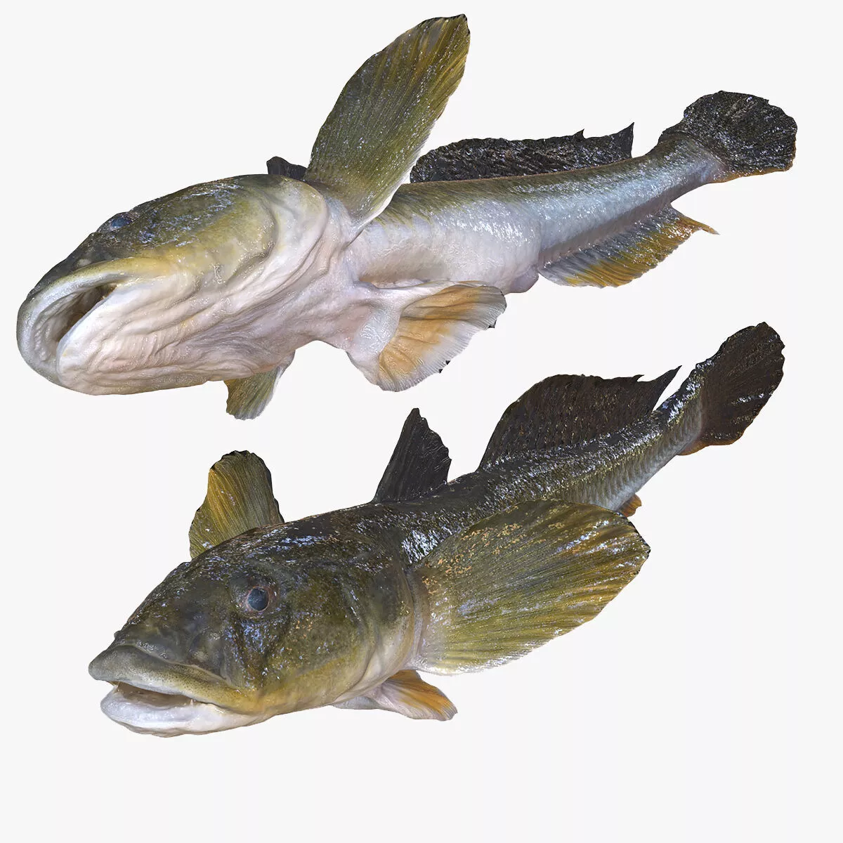 Goby Acanthogobius CARP TUNA GOLDFISH GOLD FISH SEA FISH Low-poly 3D model