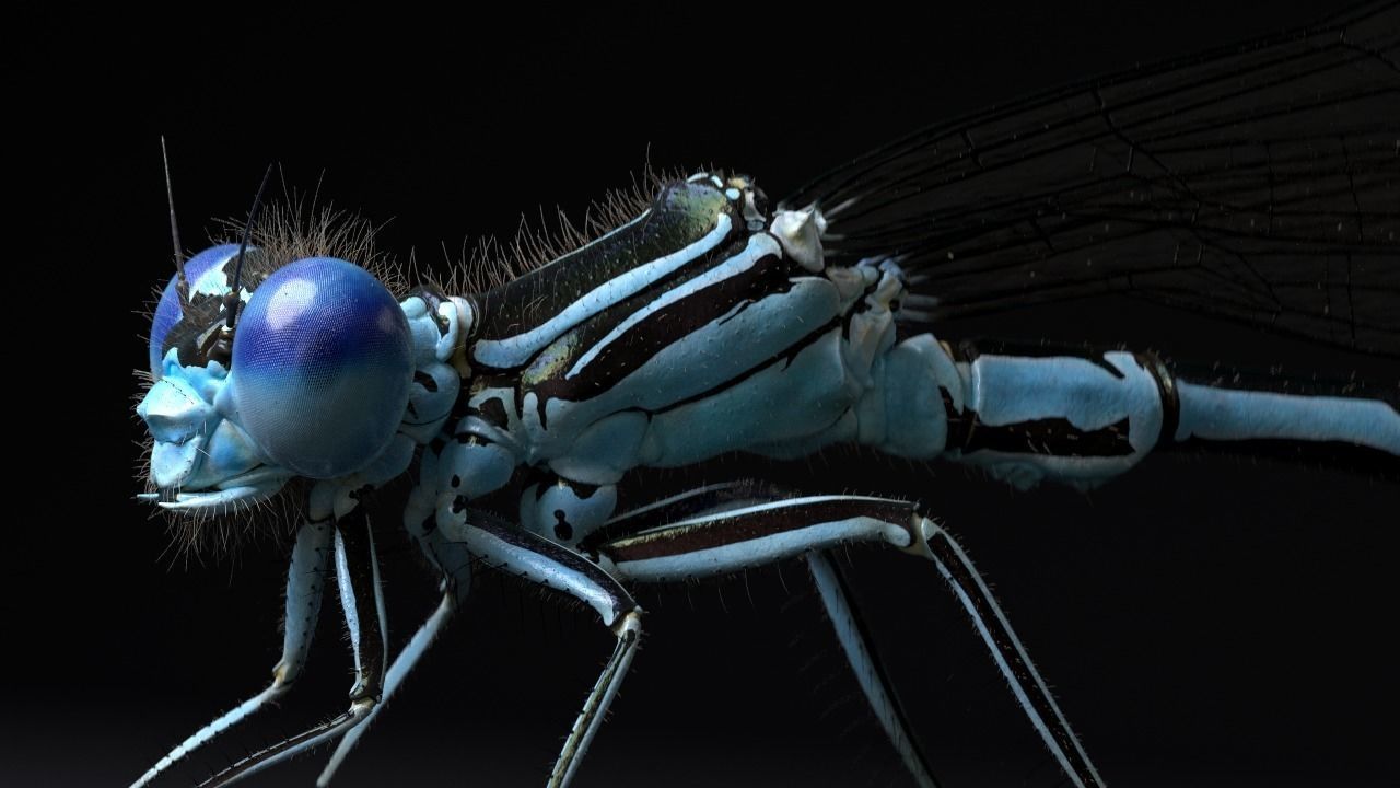 Damselfly rigged and animated for Cinema 4d 3D model_1