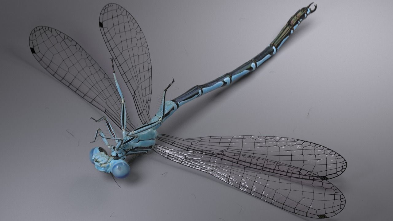 Damselfly rigged and animated for Cinema 4d 3D model_4