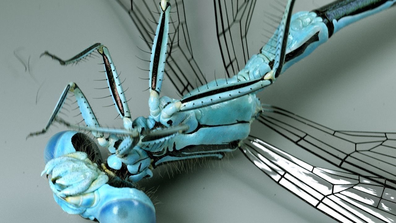 Damselfly rigged and animated for Cinema 4d 3D model_5