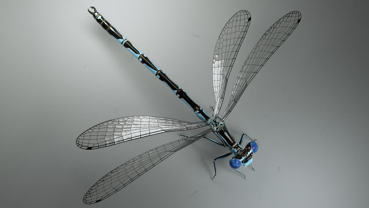 Damselfly rigged and animated for Cinema 4d 3D model_7
