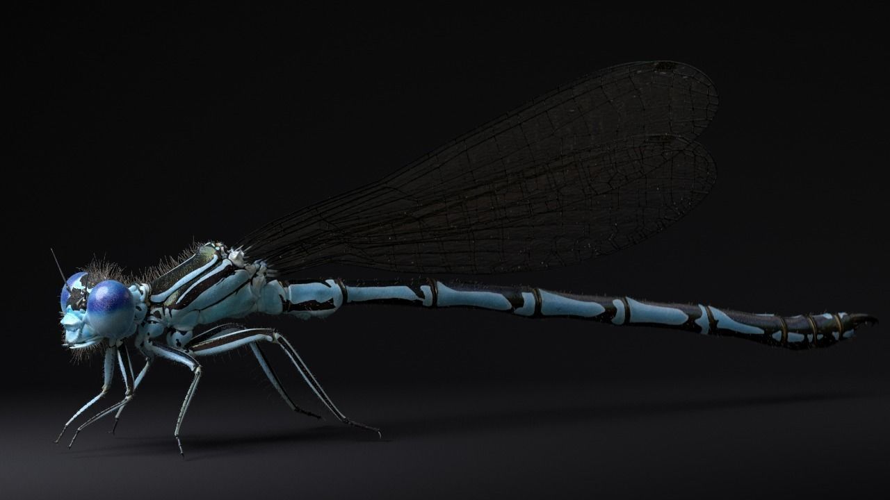 Damselfly rigged and animated for Cinema 4d 3D model_2