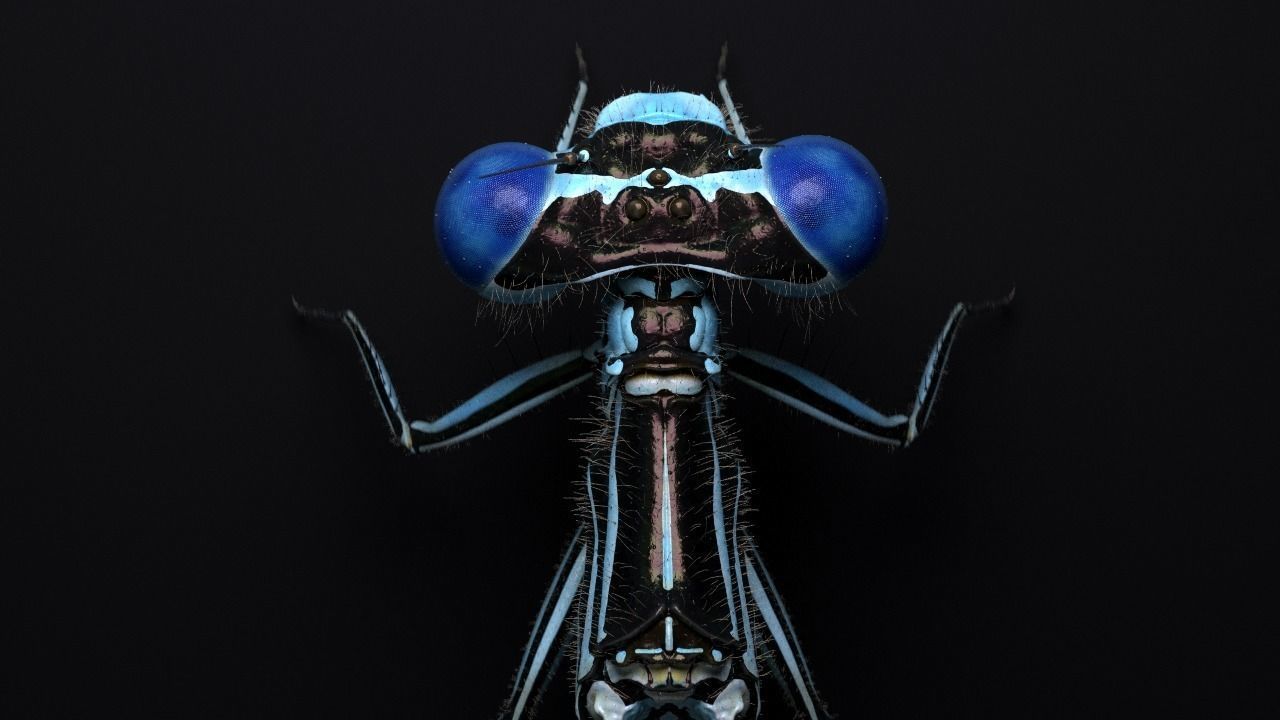 Damselfly rigged and animated for Cinema 4d 3D model_6