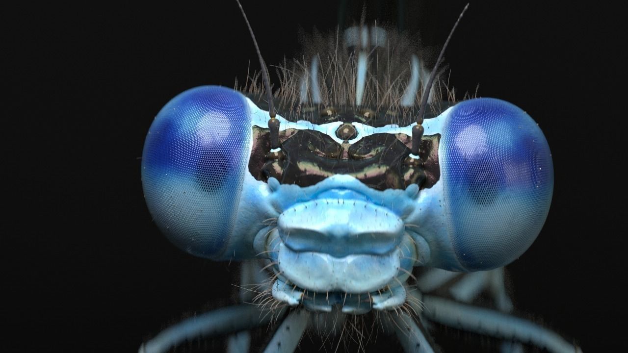 Damselfly rigged and animated for Cinema 4d 3D model_0