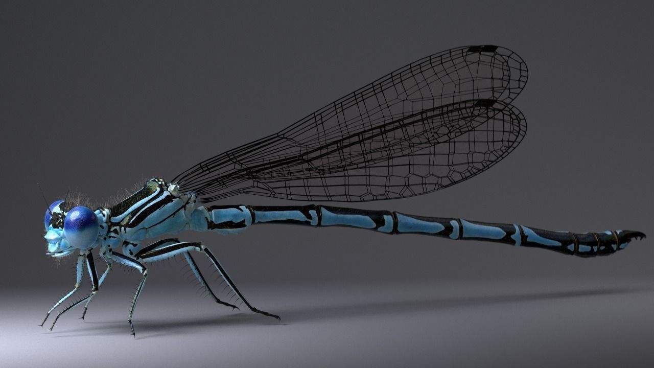 Damselfly rigged and animated for Cinema 4d 3D model_3