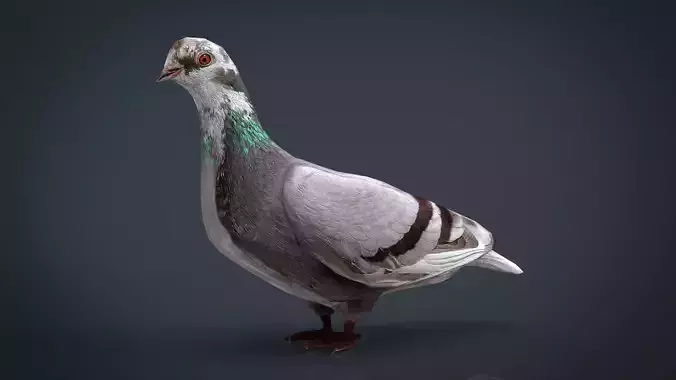 Dove Low-Poly pigeon Low-poly 3D model