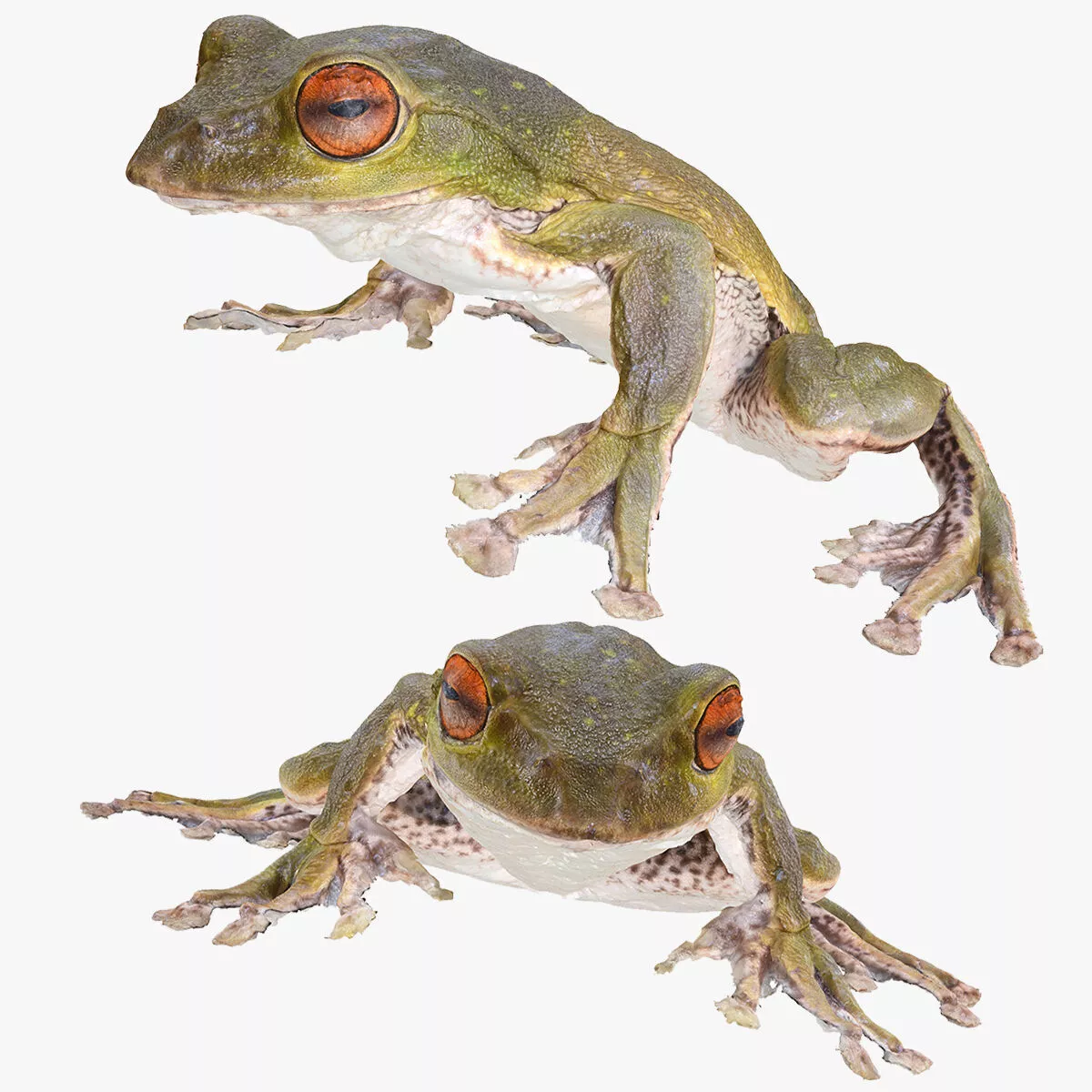 Frog Rhacophorus TOAD AMPHIBIAN TADPOLE ANATOMY Low-poly 3D model