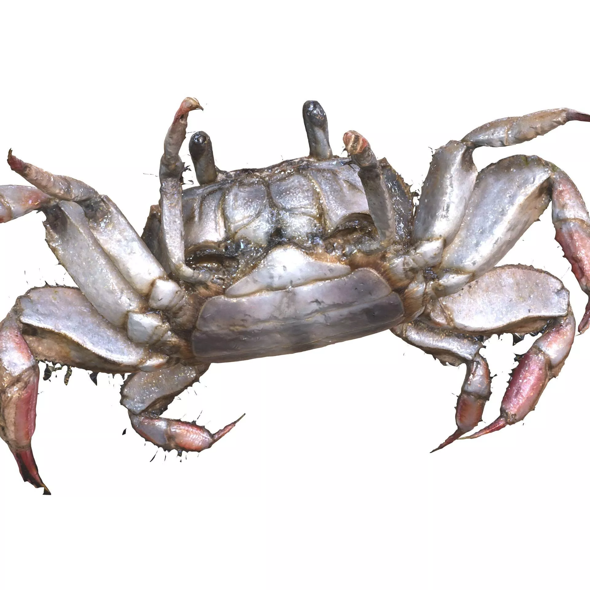 CRAB CRUSTACEOUS AMPHIBIAN Crab Cleistostoma Dilatatum 3D print model