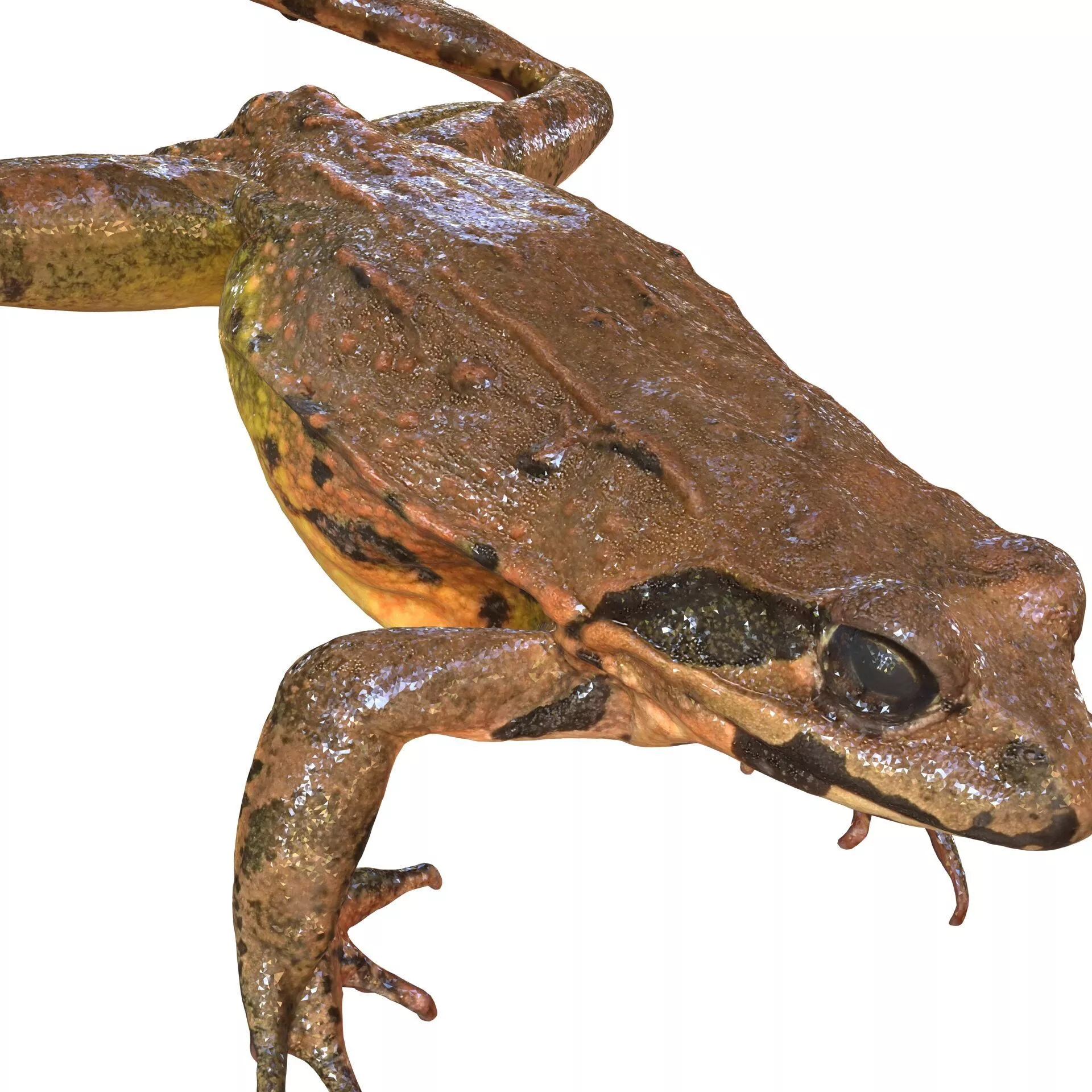 FROG AMPHIBIAN FROG ANATOMY WATER OCEAN RIVER 3D print model