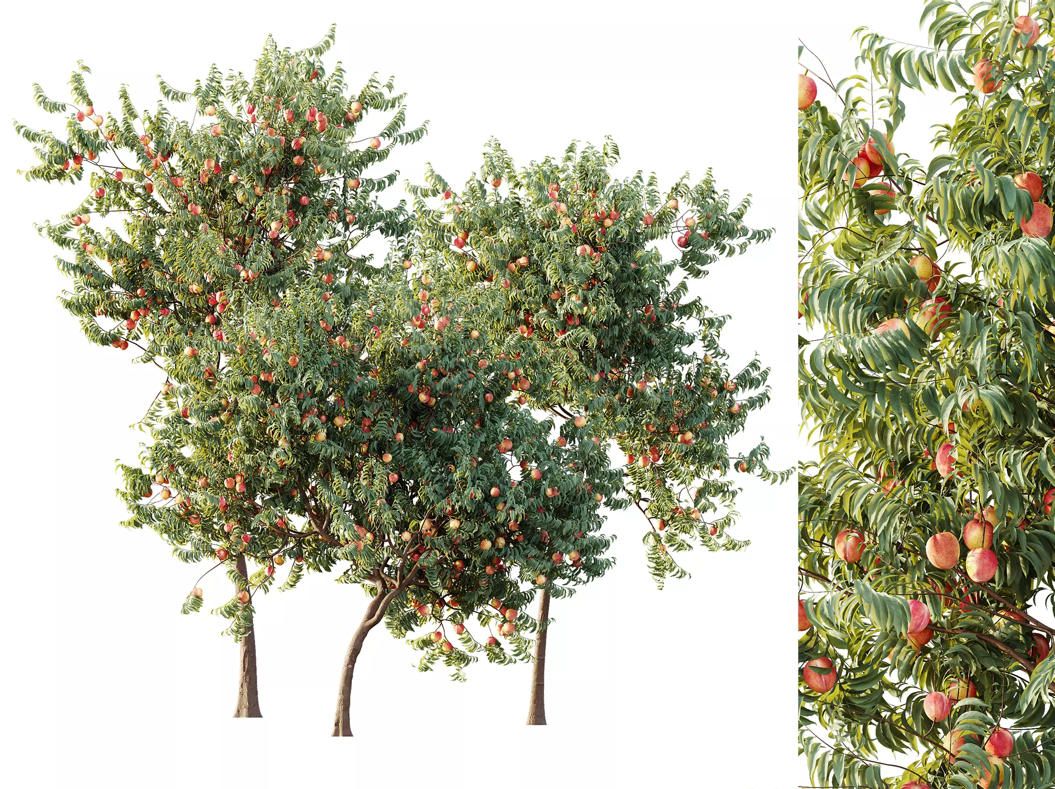 AV Plant Amygdalus Persica Peach Fruit Tree 01 3D model