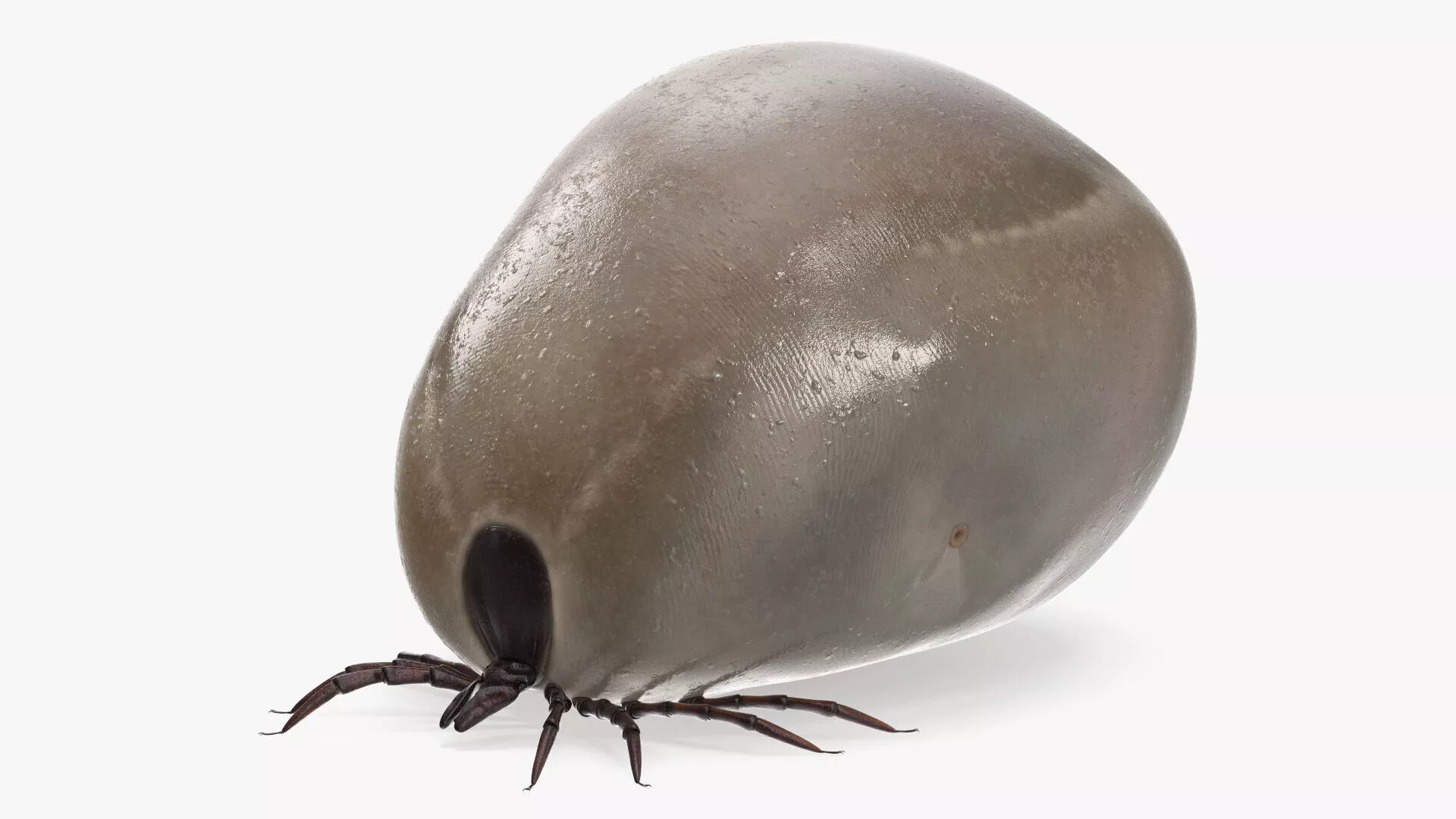 Distended Tick Rigged 3D model