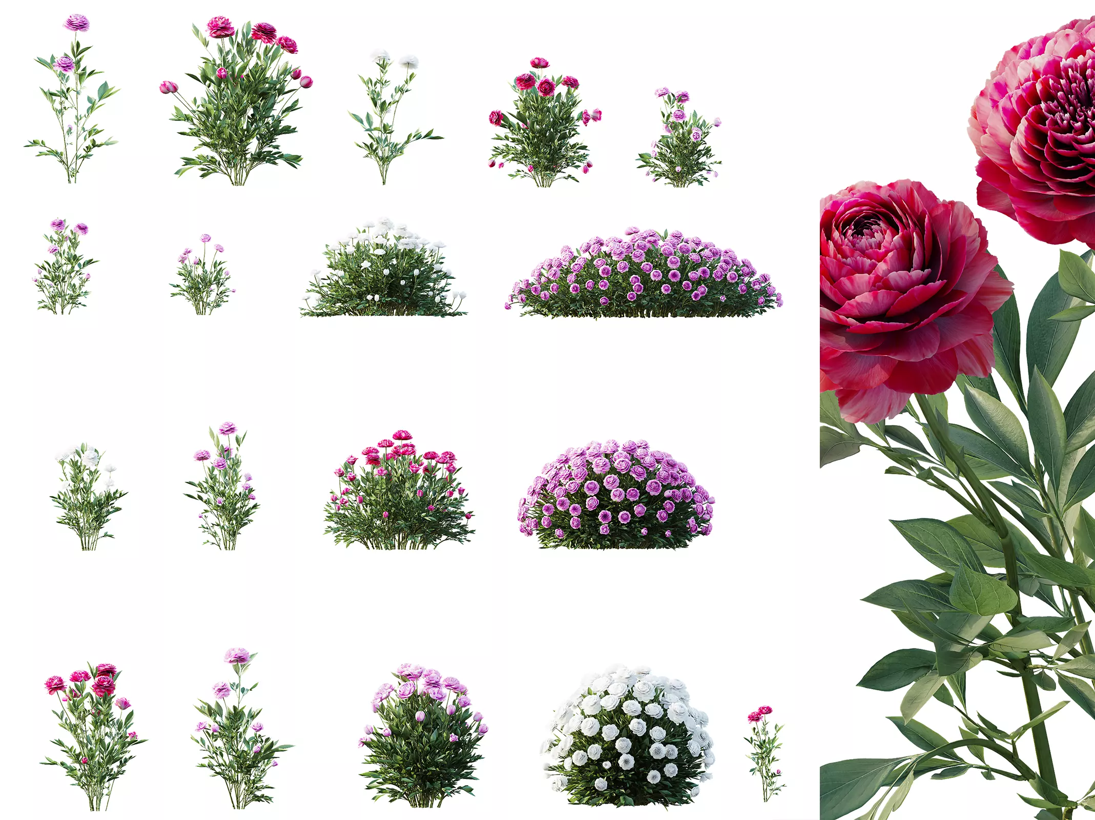 AV Plant Chinese Peony Paeonia Lactiflora Paeoniaceae 3D model