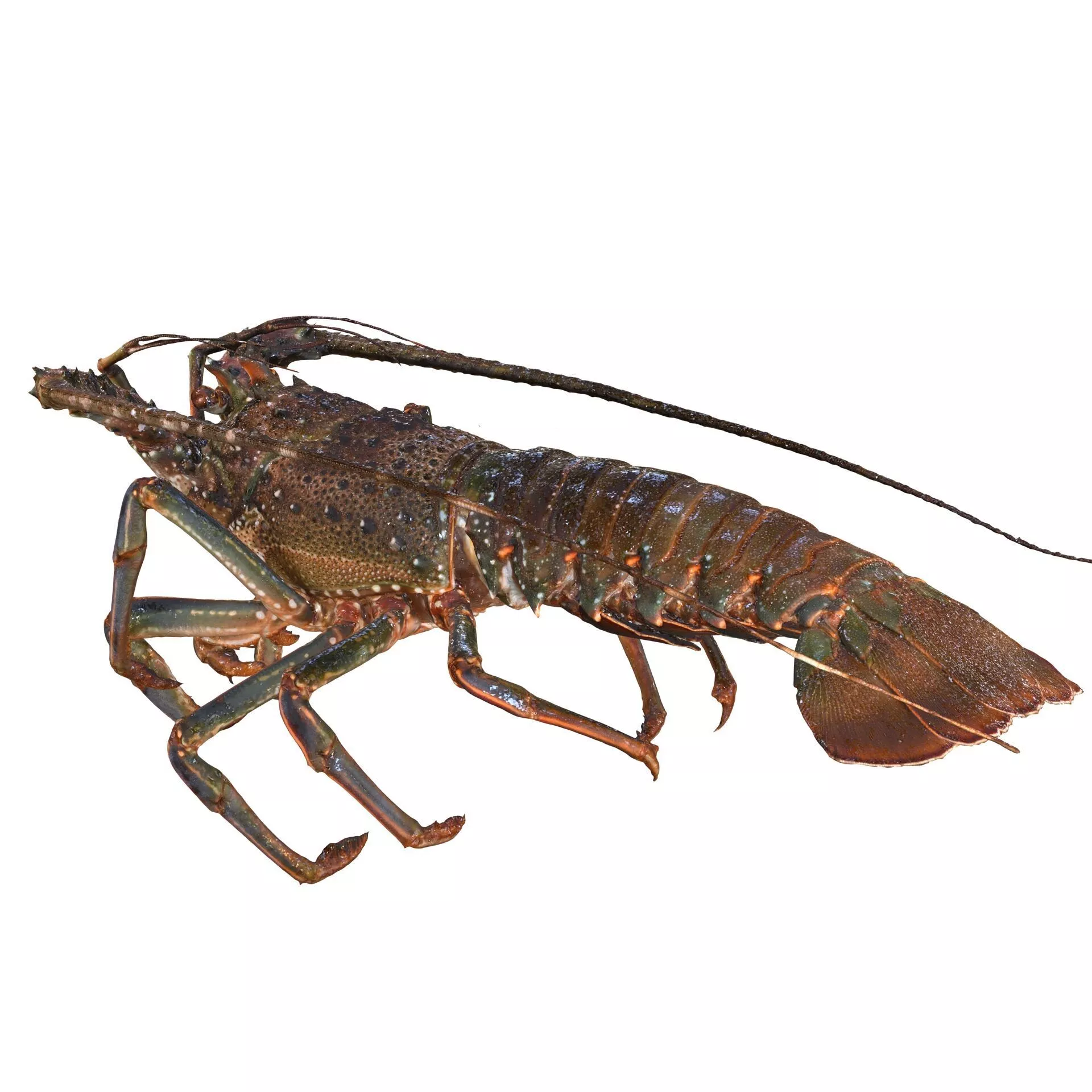 CRAYFISH Spiny Lobster PRAWN Cambaroide ANATOMY CARP 3D print model