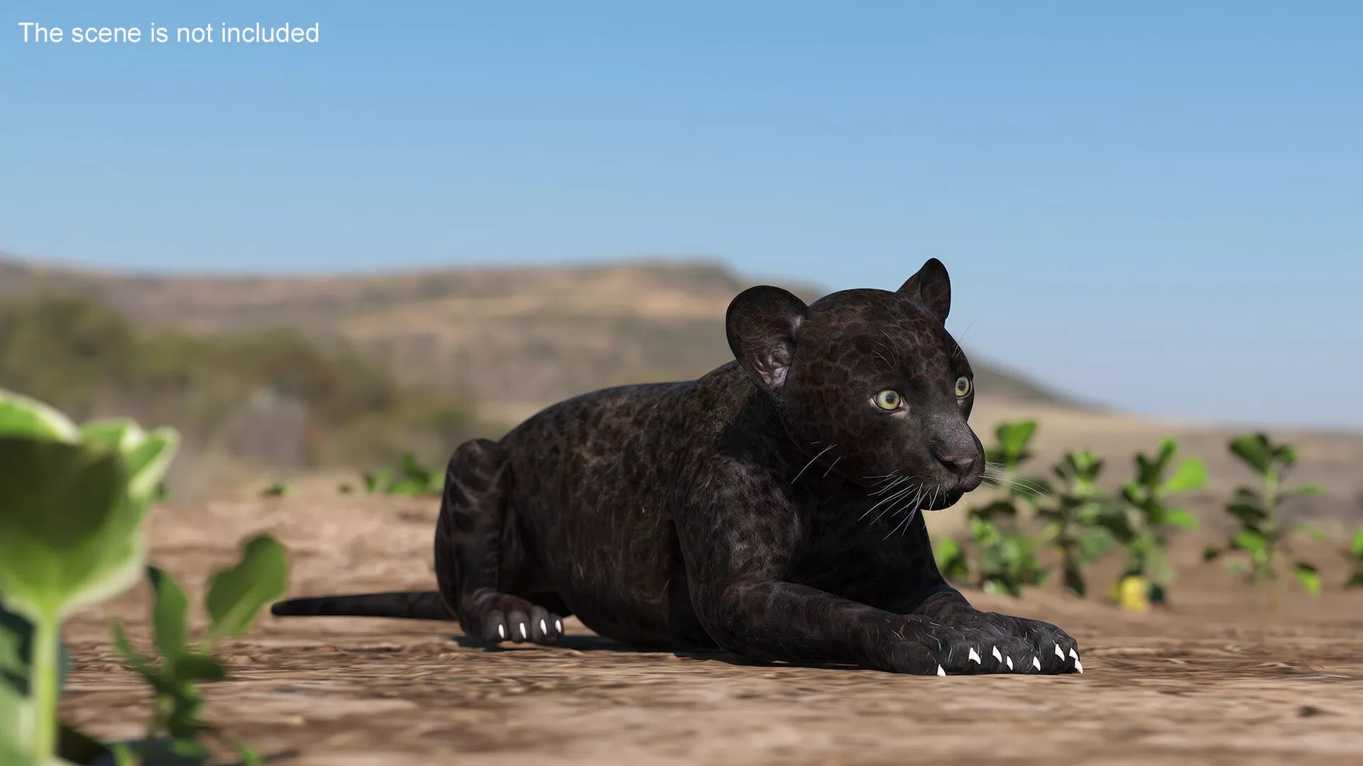 Panther Cub Rigged 3D model