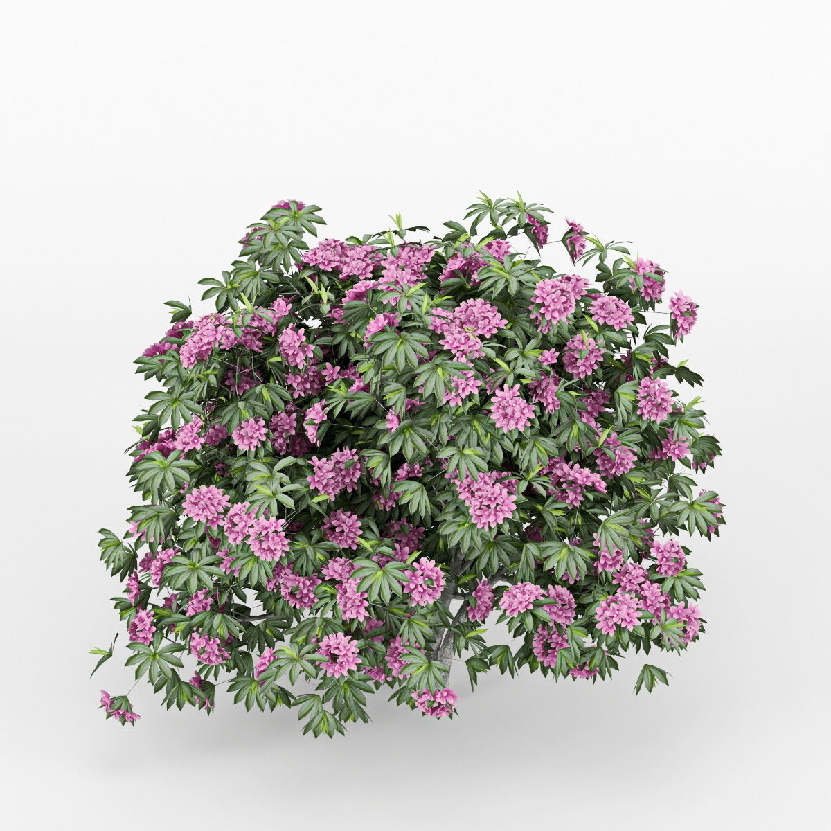 Rhododendron tree with flowers 3D model_1