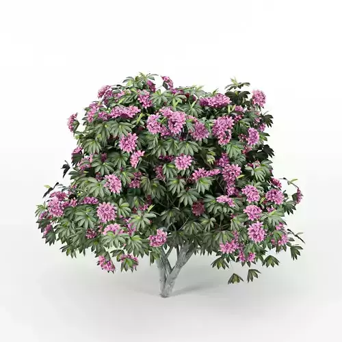 Rhododendron tree with flowers