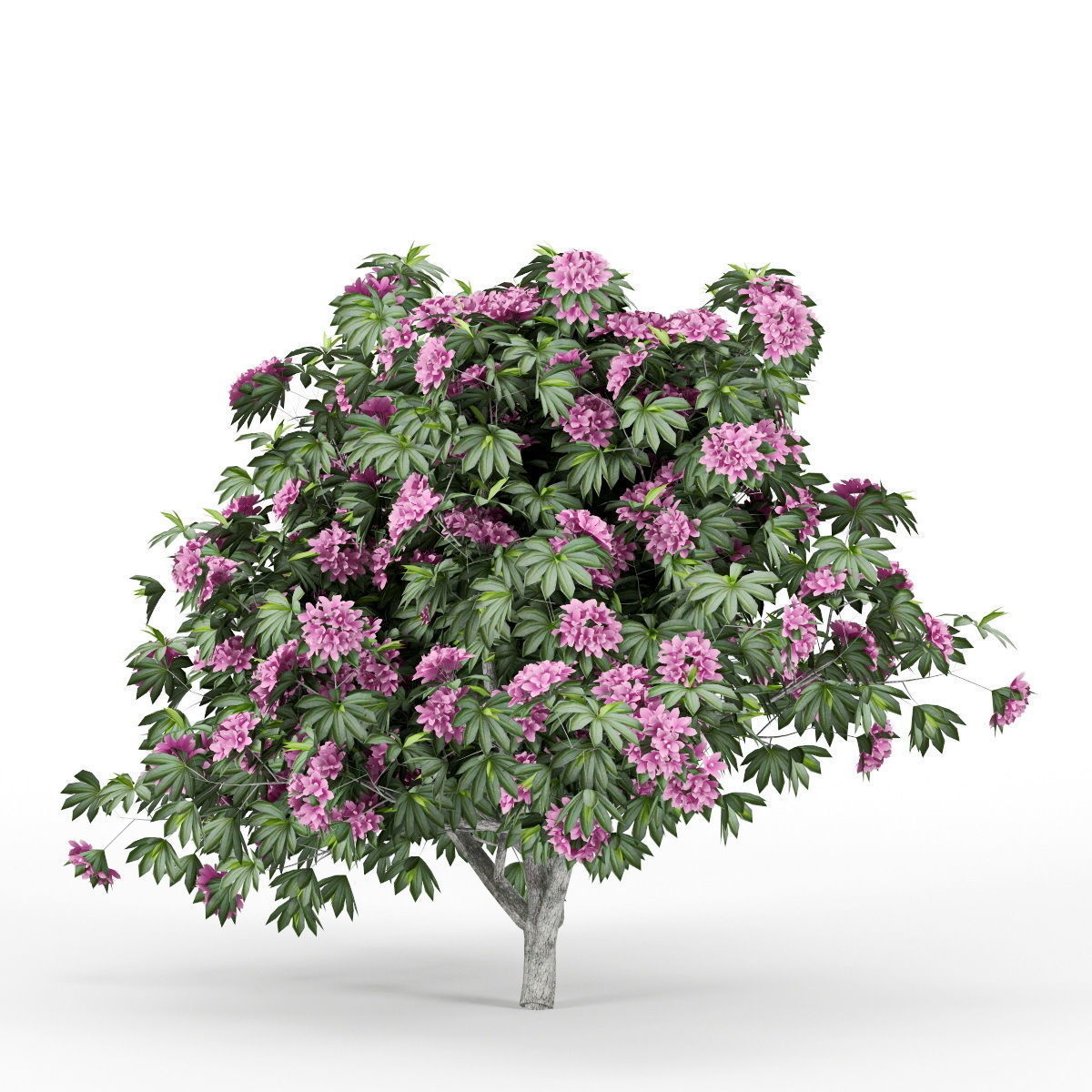 Rhododendron tree with flowers 3D model_2