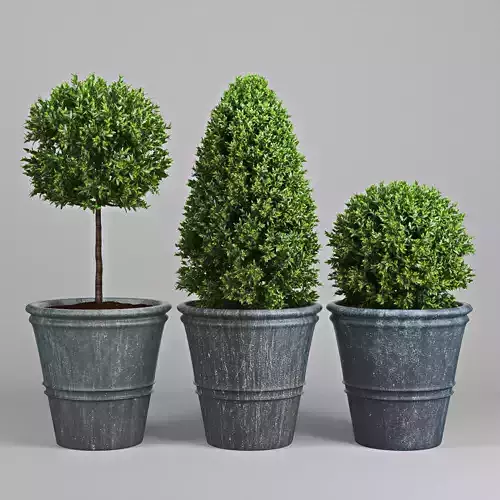 Plant Three 3D model
