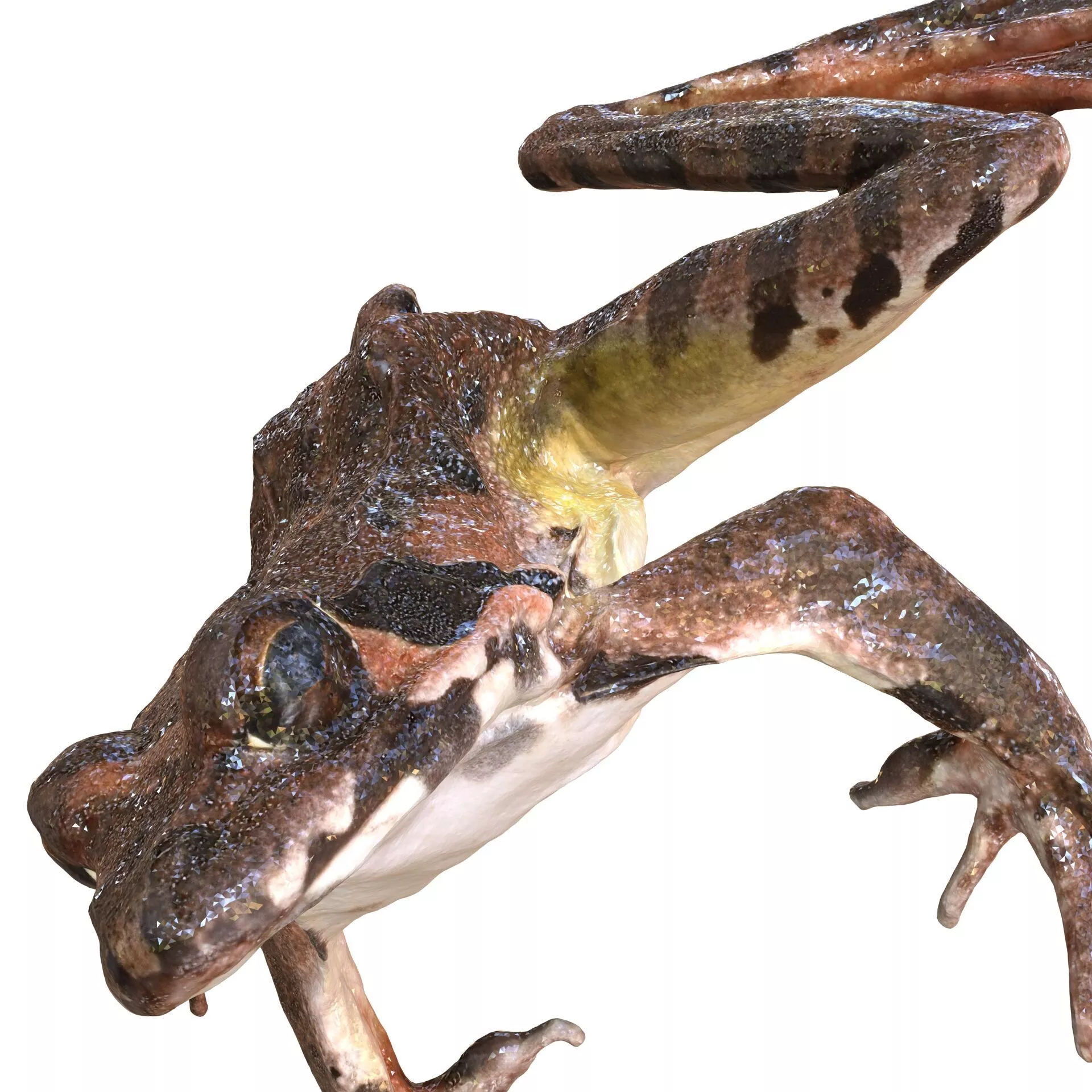 FROG AMPHIBIAN FROG MOUNTAIN FOSSIL ANATOMY B 3D print model