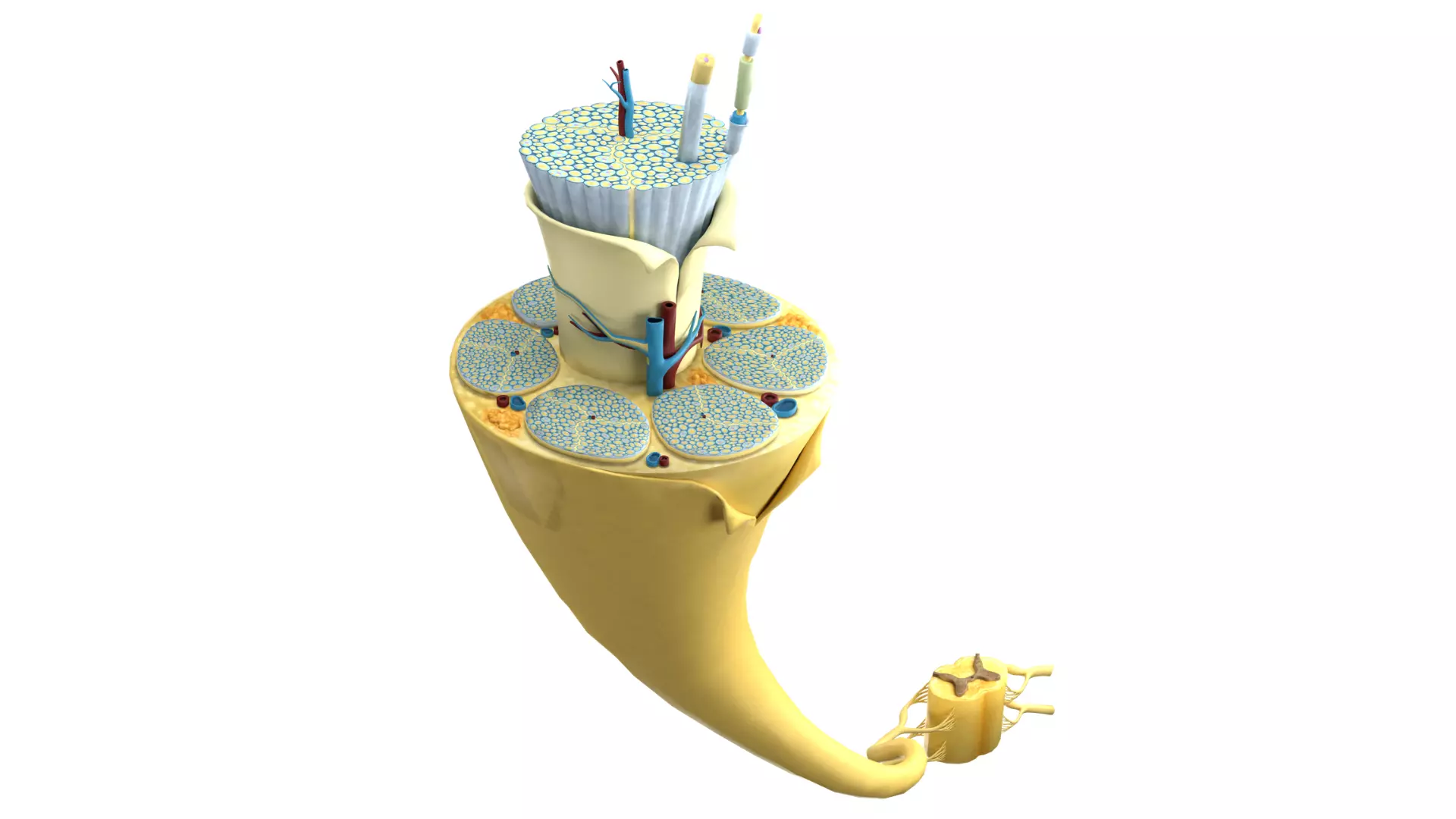 Peripheral Nerve Structure 3D model