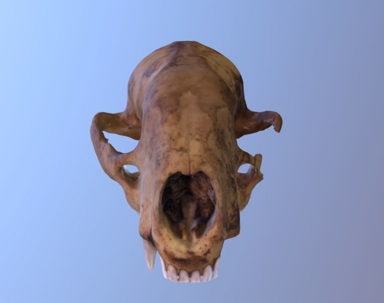 Badger Skull Scan 3D model