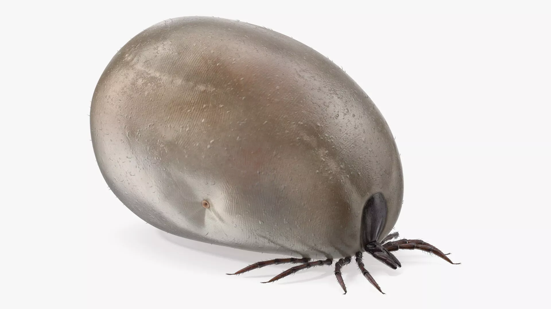 Swollen Tick Fur 3D model