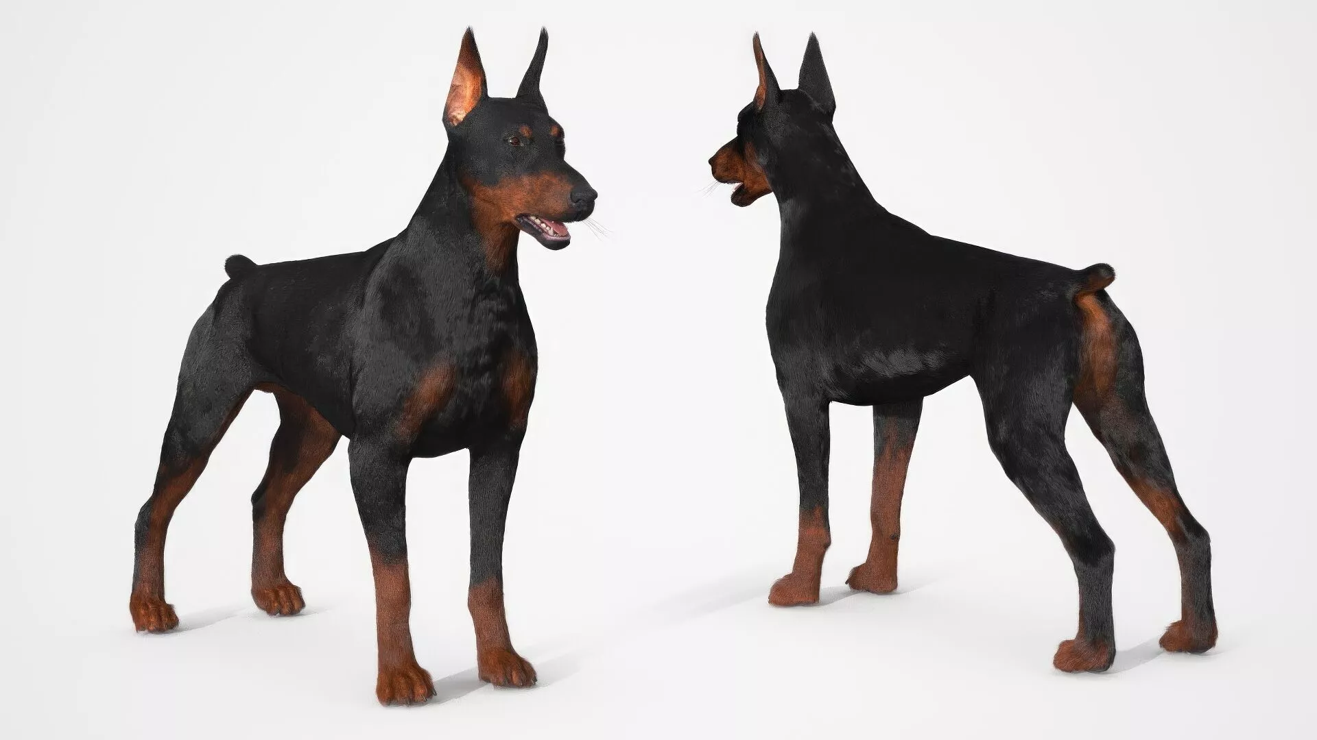 Doberman Pinscher Fur Rigged 3D model