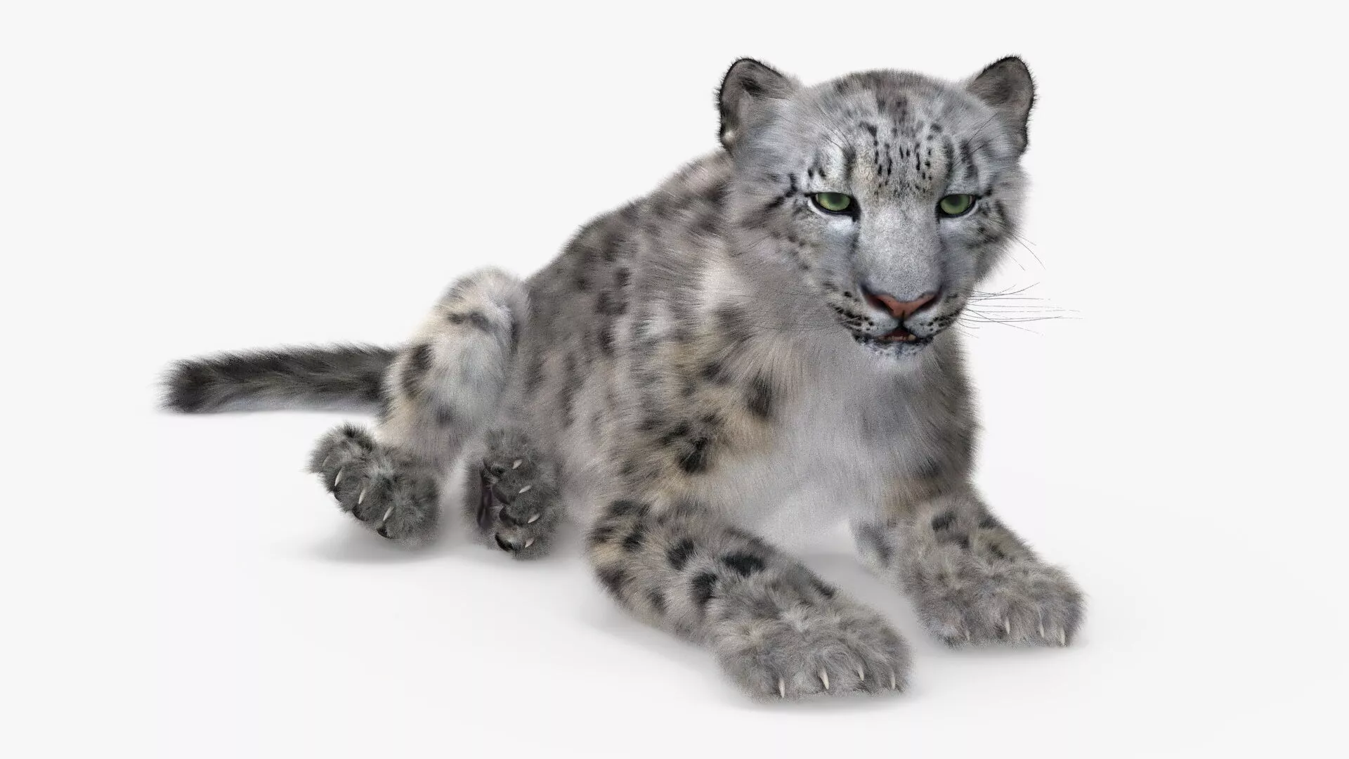 Snow Leopard Lying Down Fur 3D model